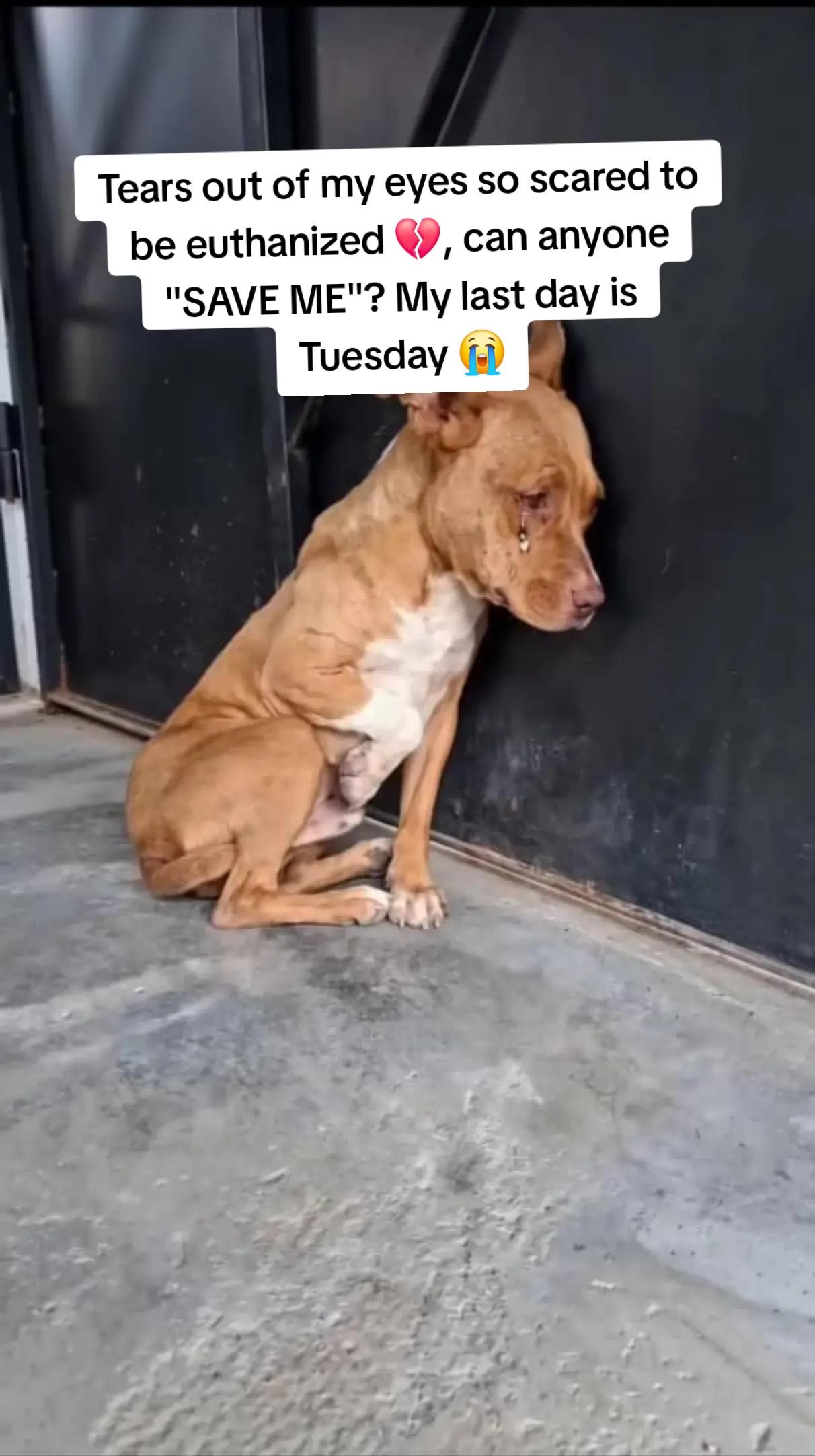 @adoptabledogsofmiami