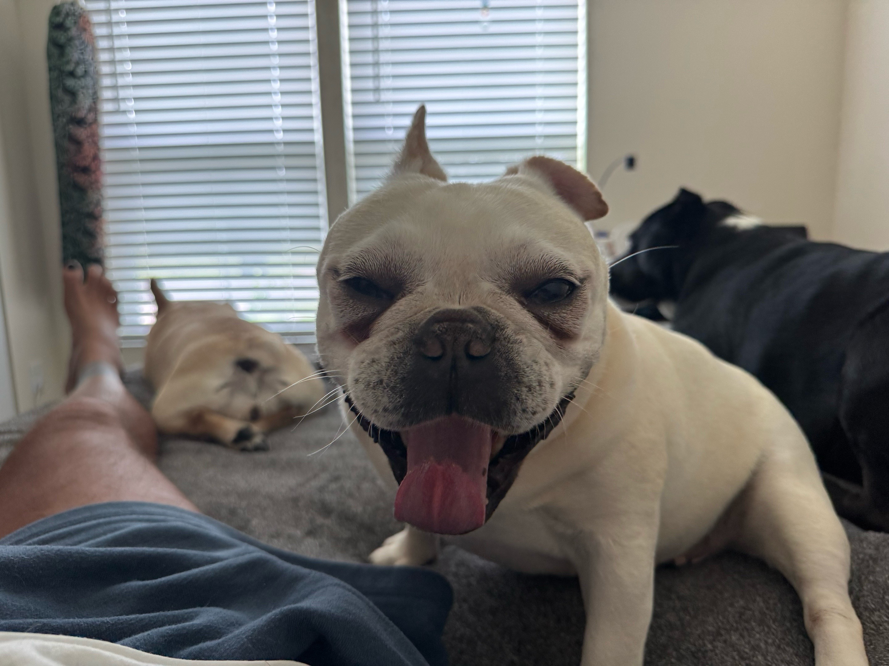 @๐ณ๏ธ๐ ratchet, Dog Dad๐ณ๏ธ๐