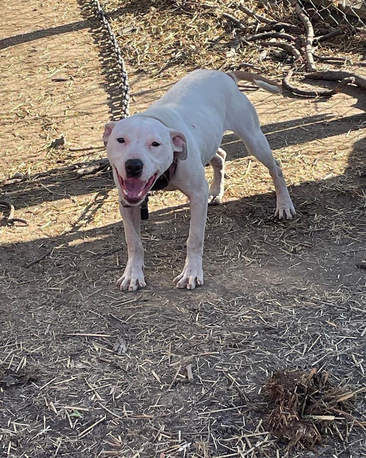 @themreal_hounds