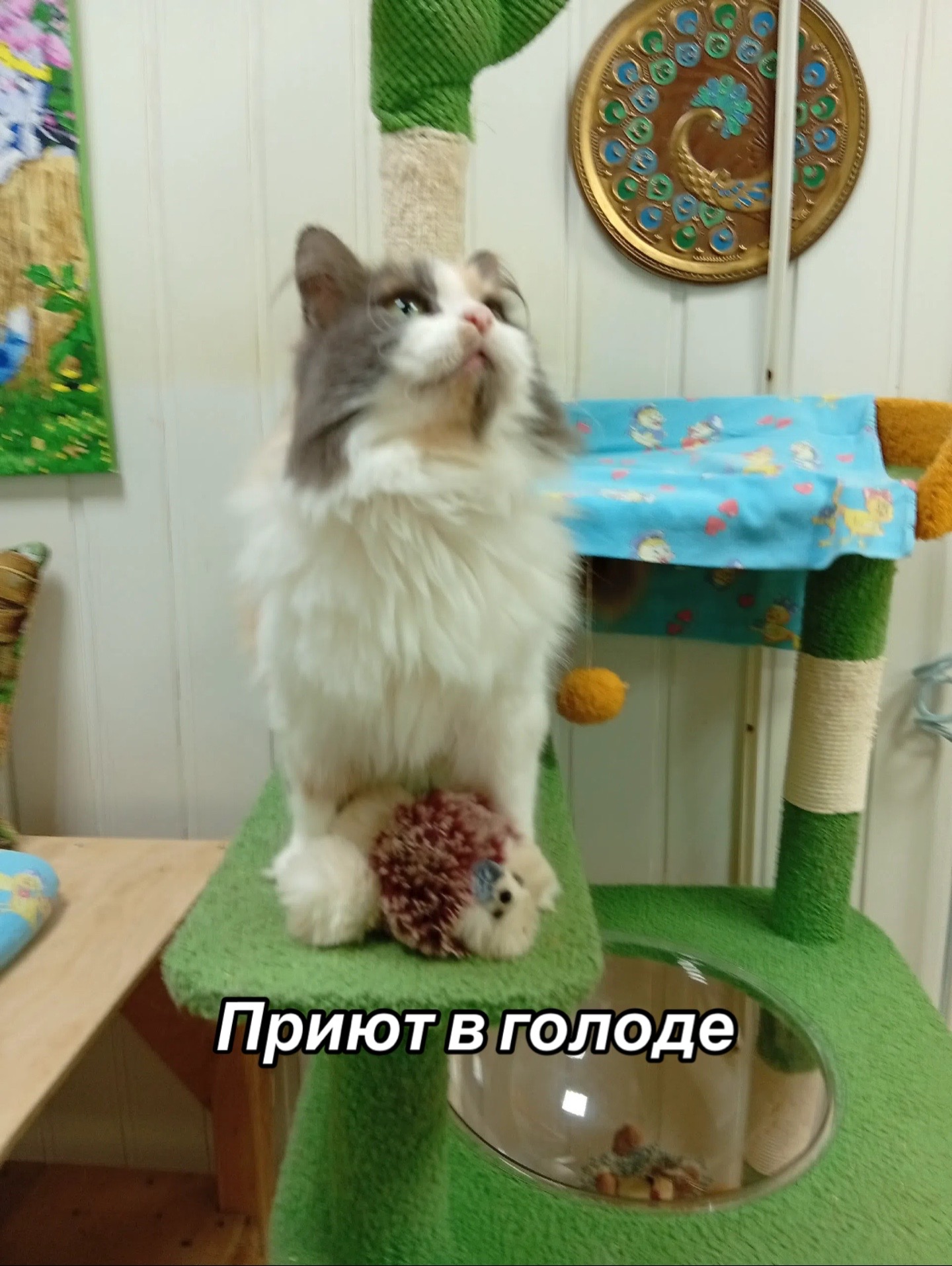 @Приют для животных Потеряшка