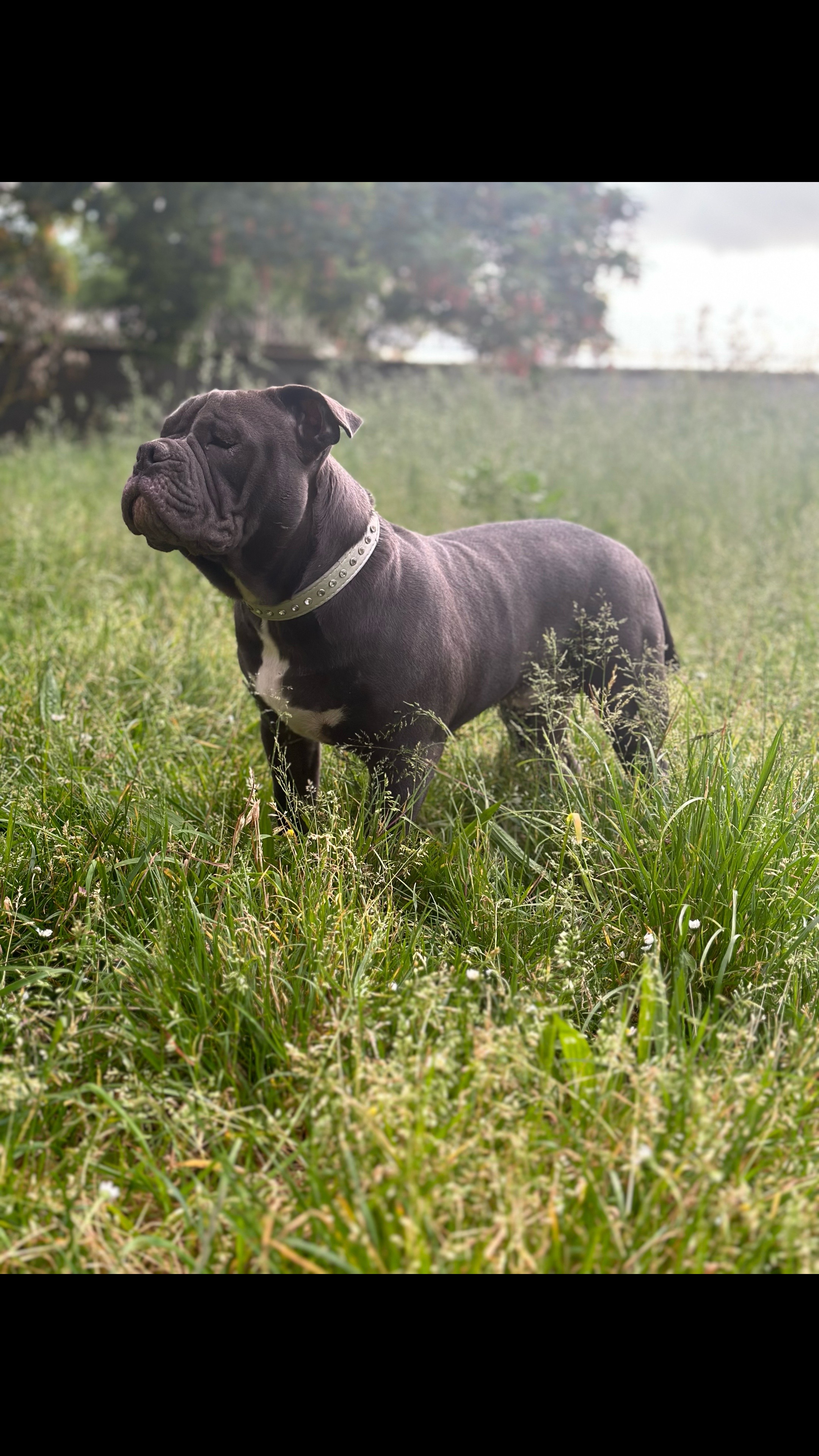 @mosthigh.bullycamp