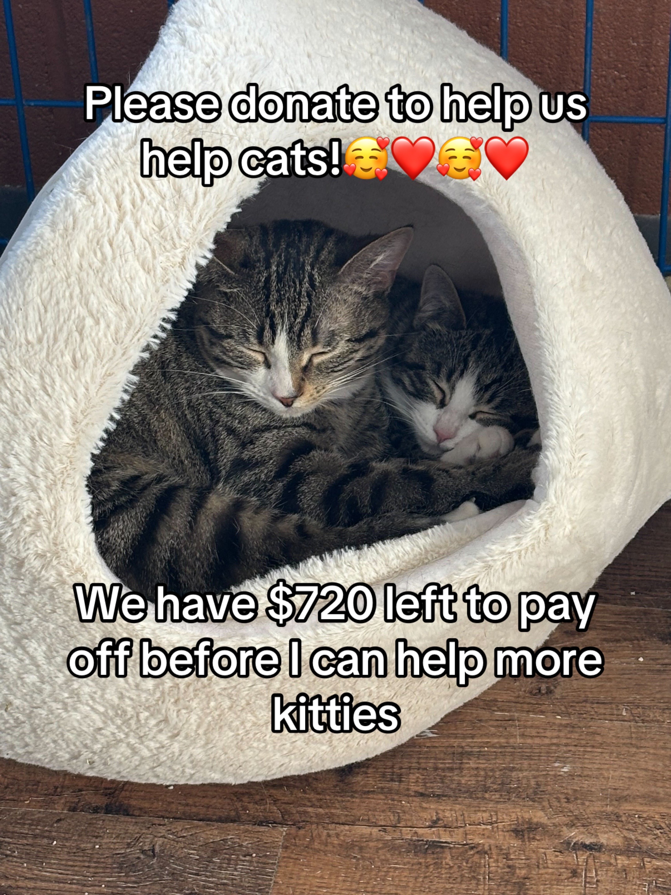 @Kovu&rsquo;s Kitties