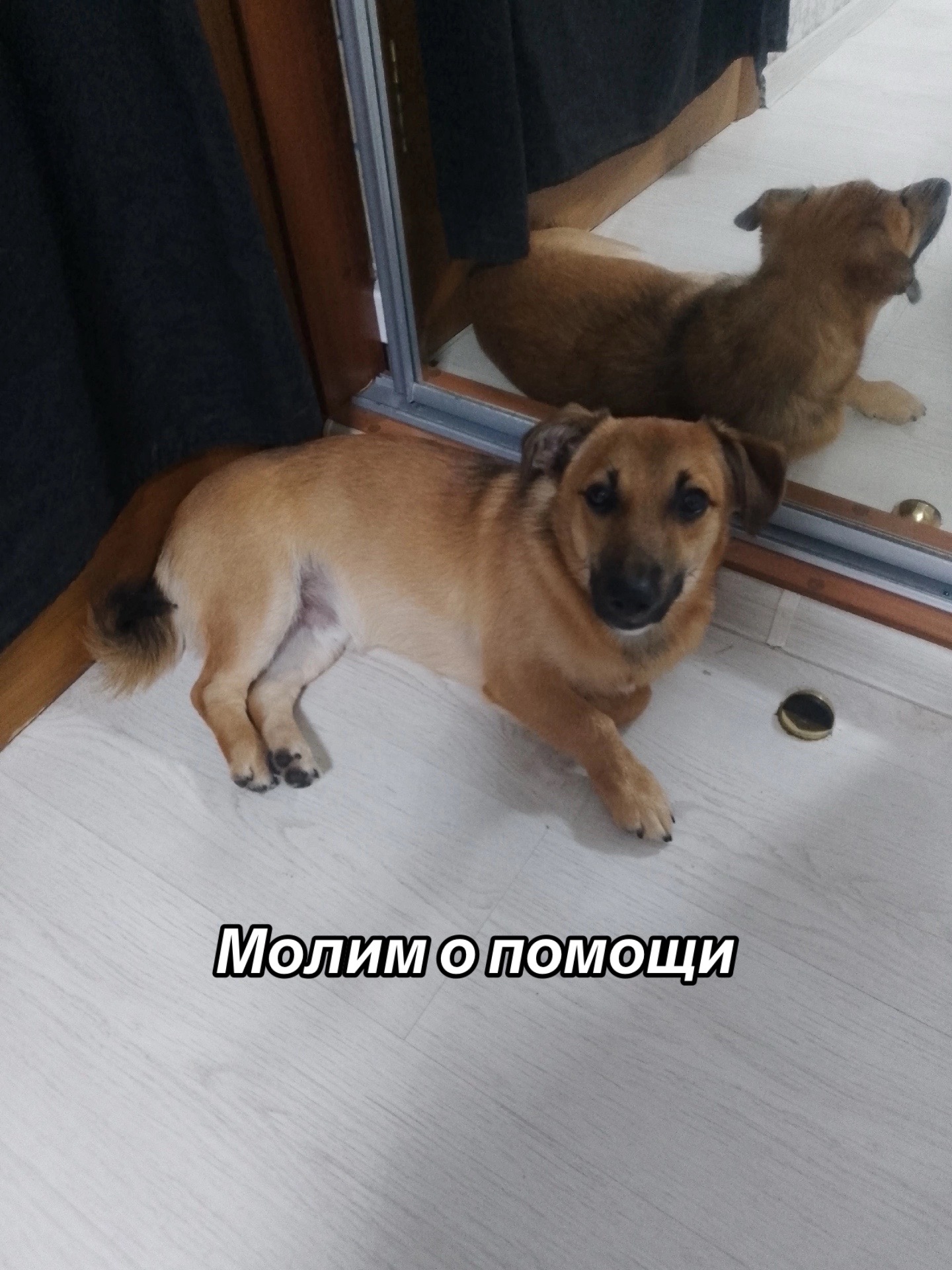 @Приют Потеряшка
