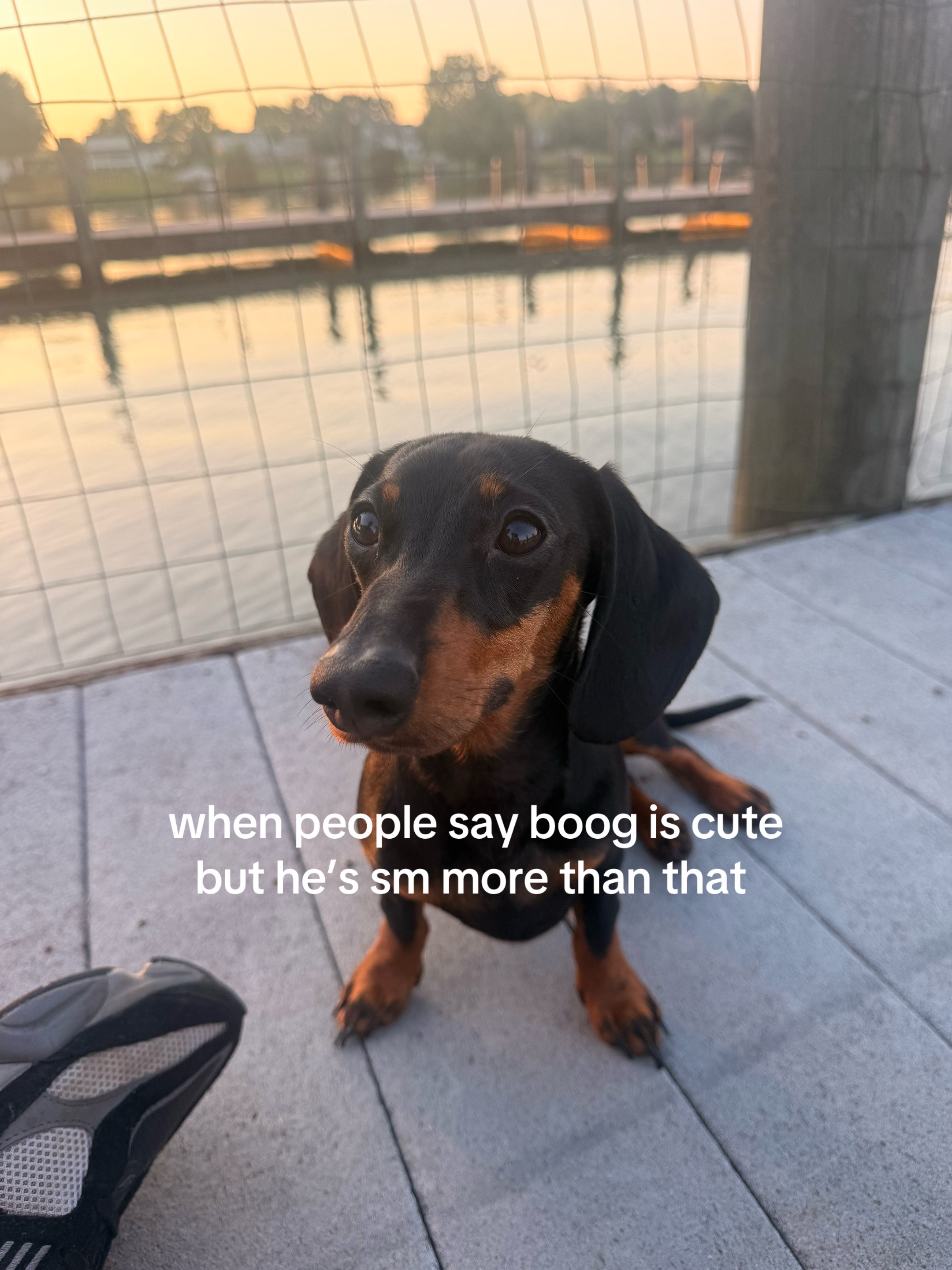 @🐆