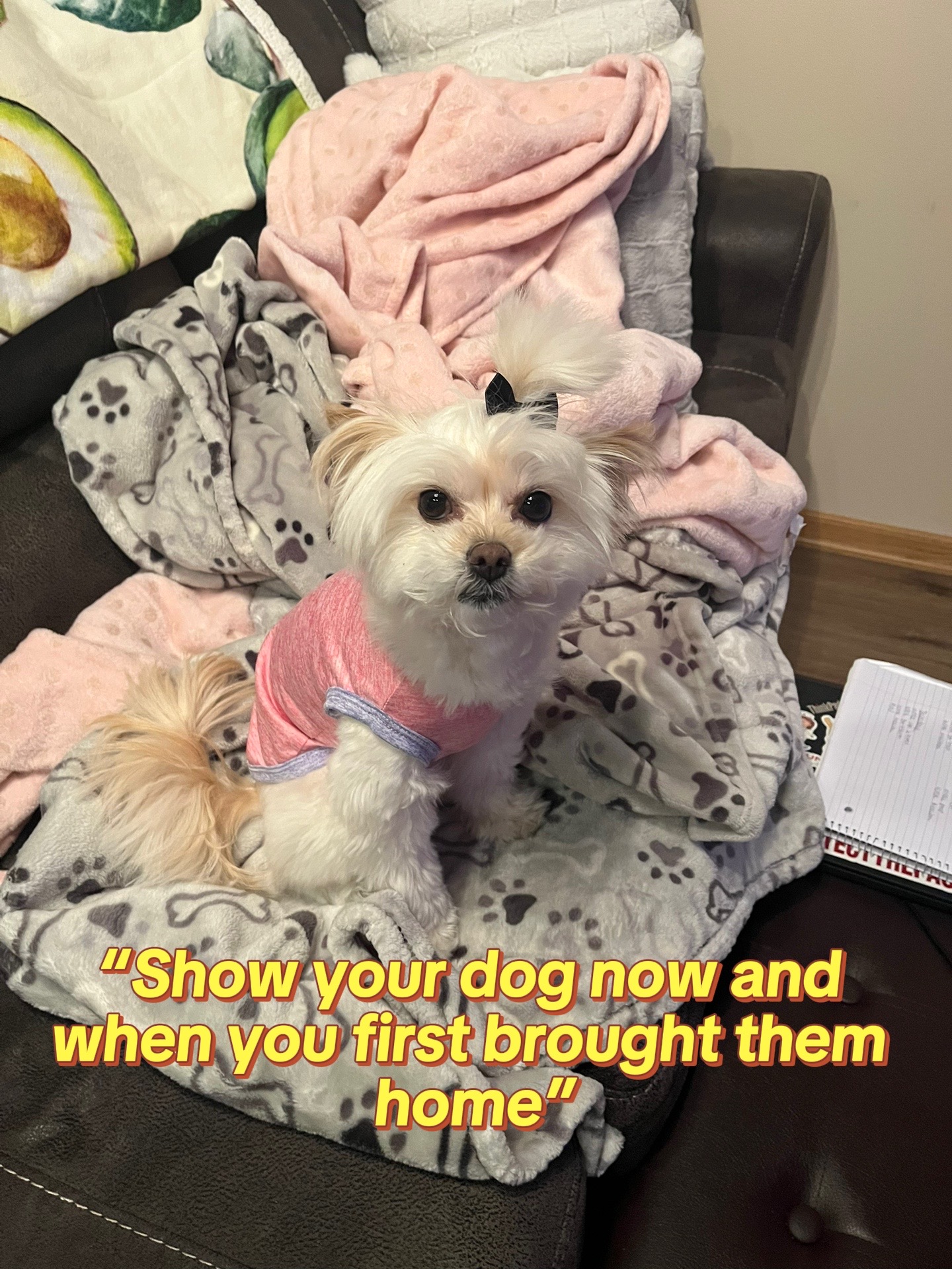 @bridgette daniel