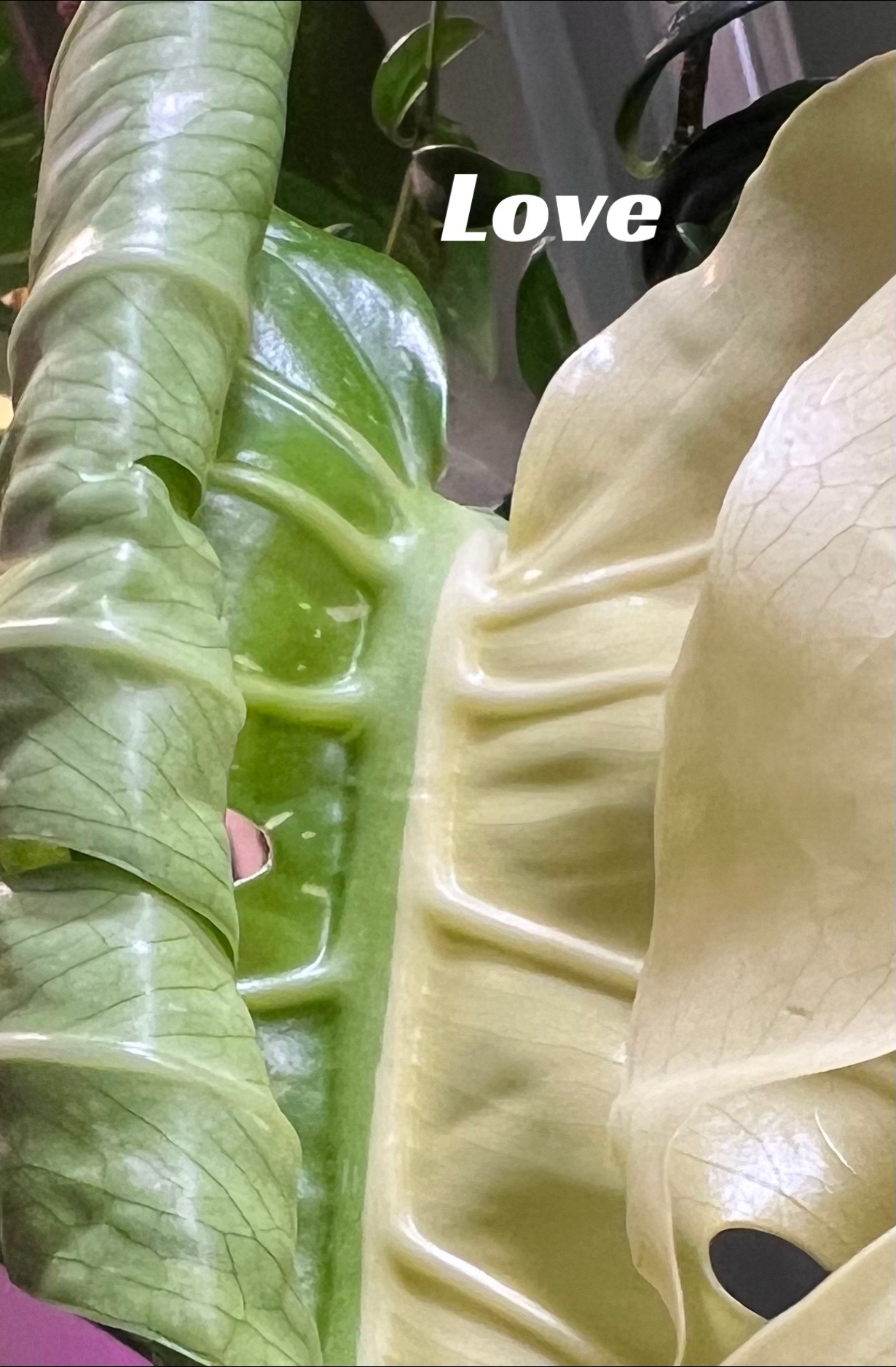 @The_Chlorophylliac