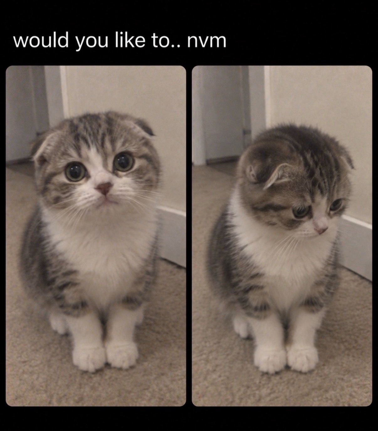 @cat memes