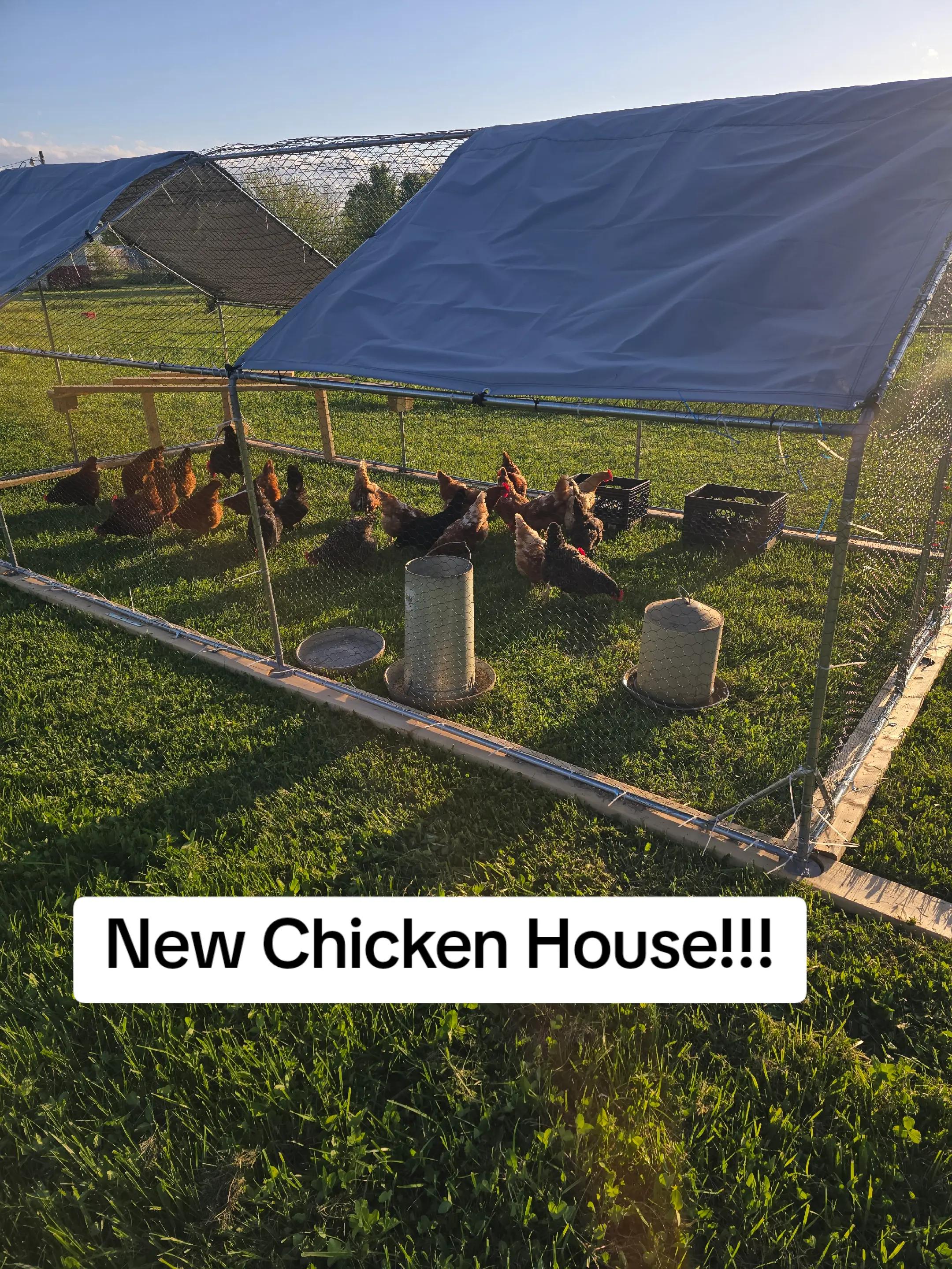 @2nd_Amend_Pasture_Raised_Eggs
