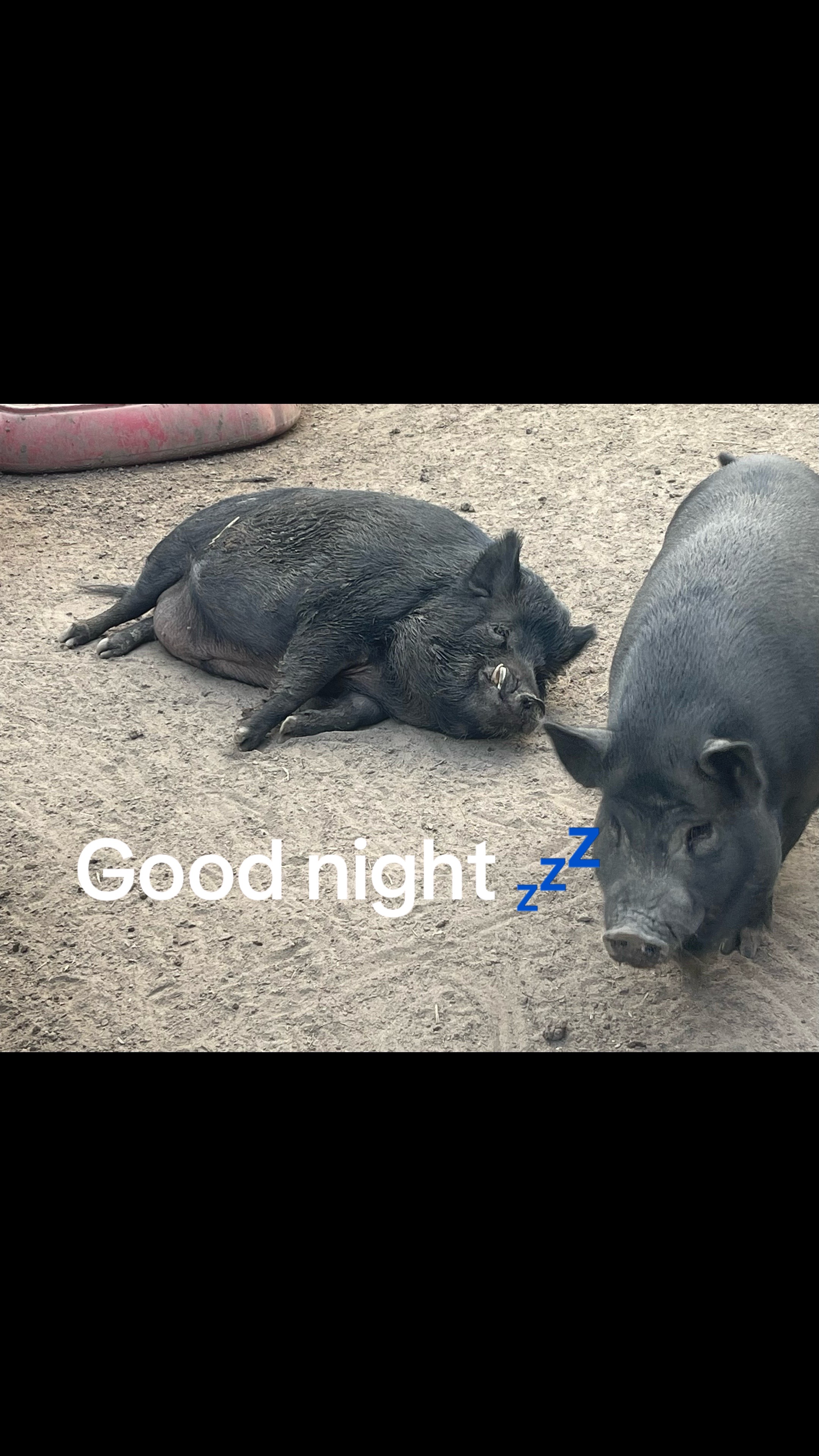 @Amy’s Acres Rescue/Sanctuary🐽