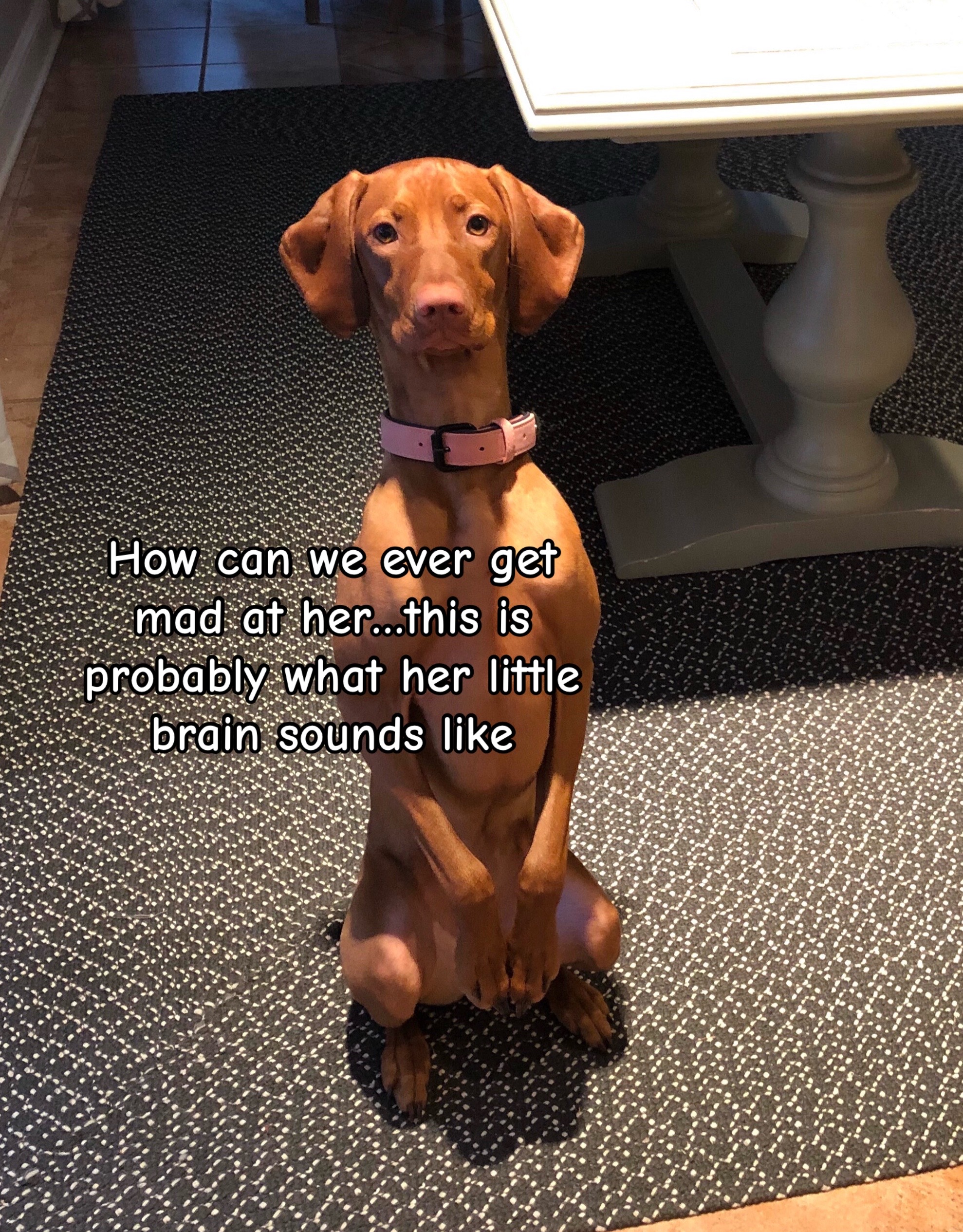@Brookie The Vizsla