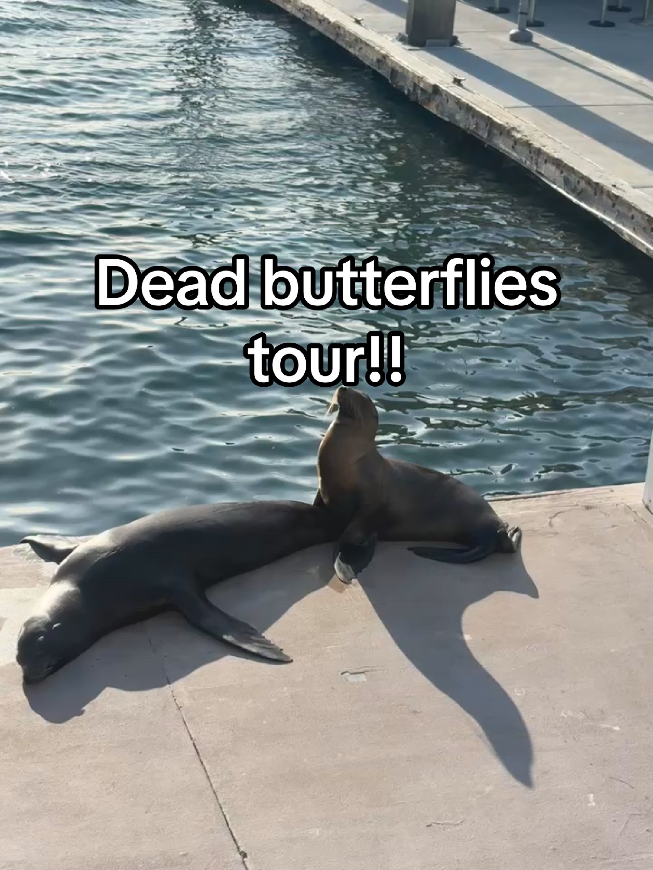 @deadbutterfliesband