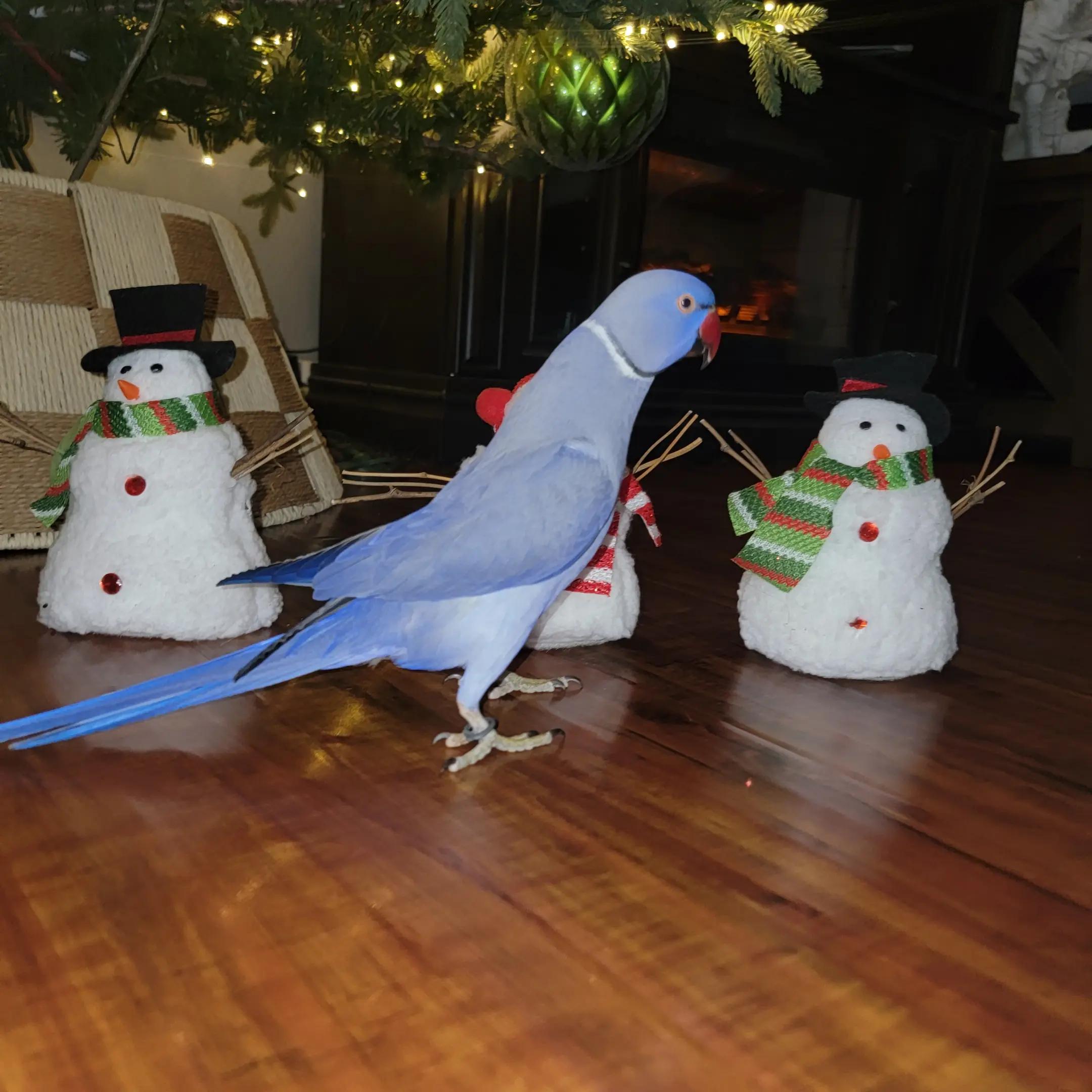 @lilotheparrot & Sky
