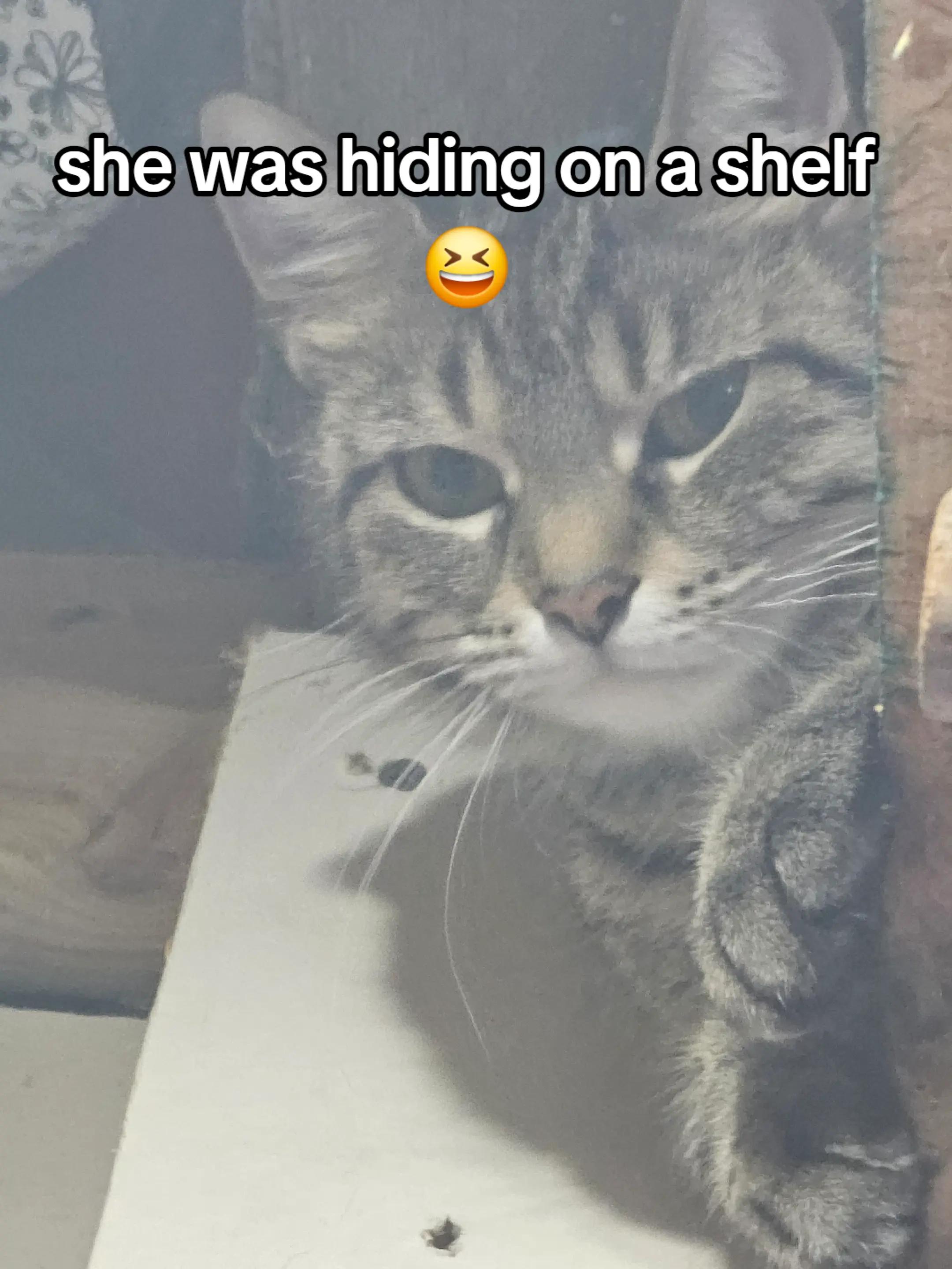 @Catgaga