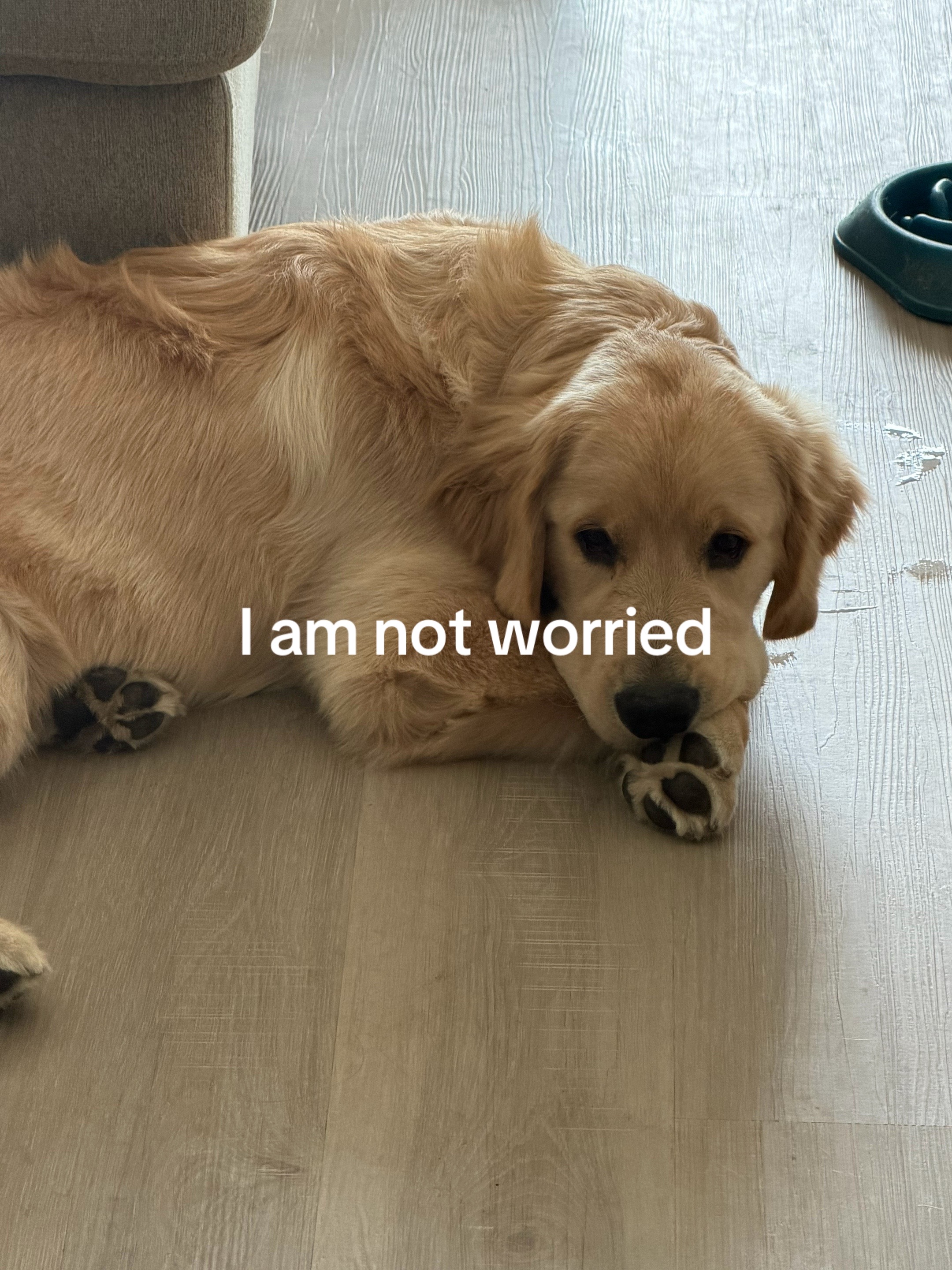 @Luca the Golden