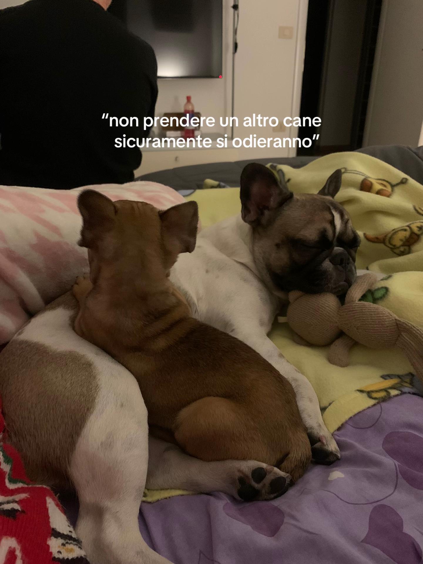 @alicealfano_1