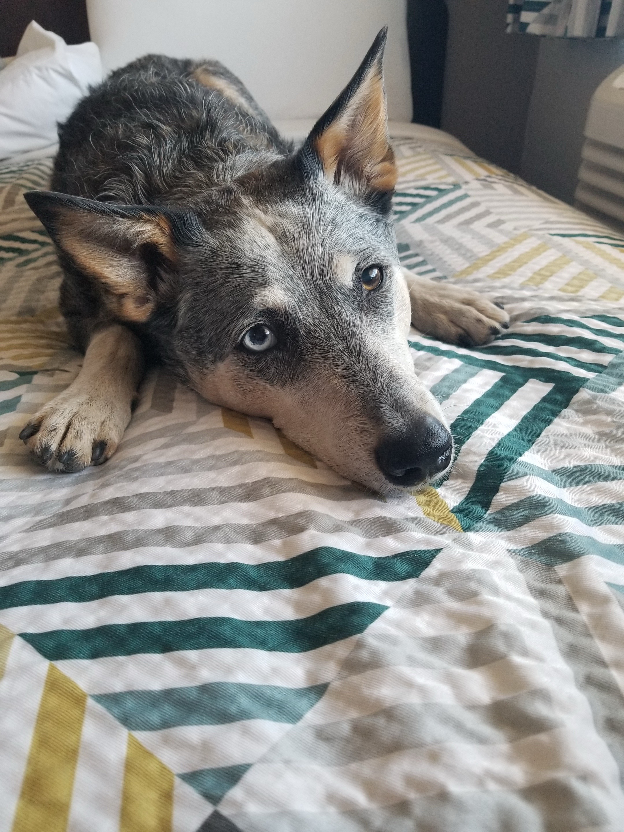 @tiffanysdiamonddogs