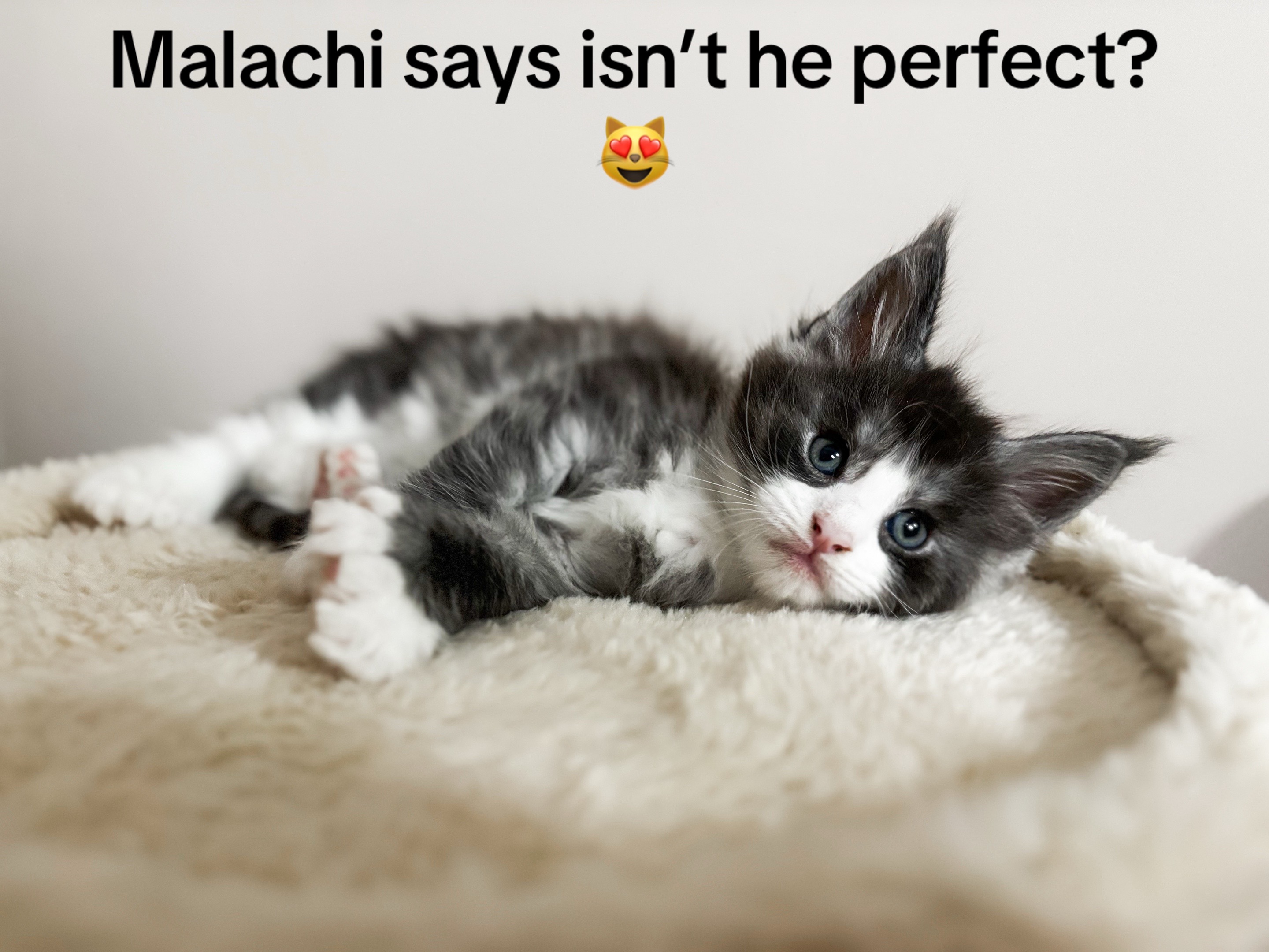 @judahsmanemainecoons
