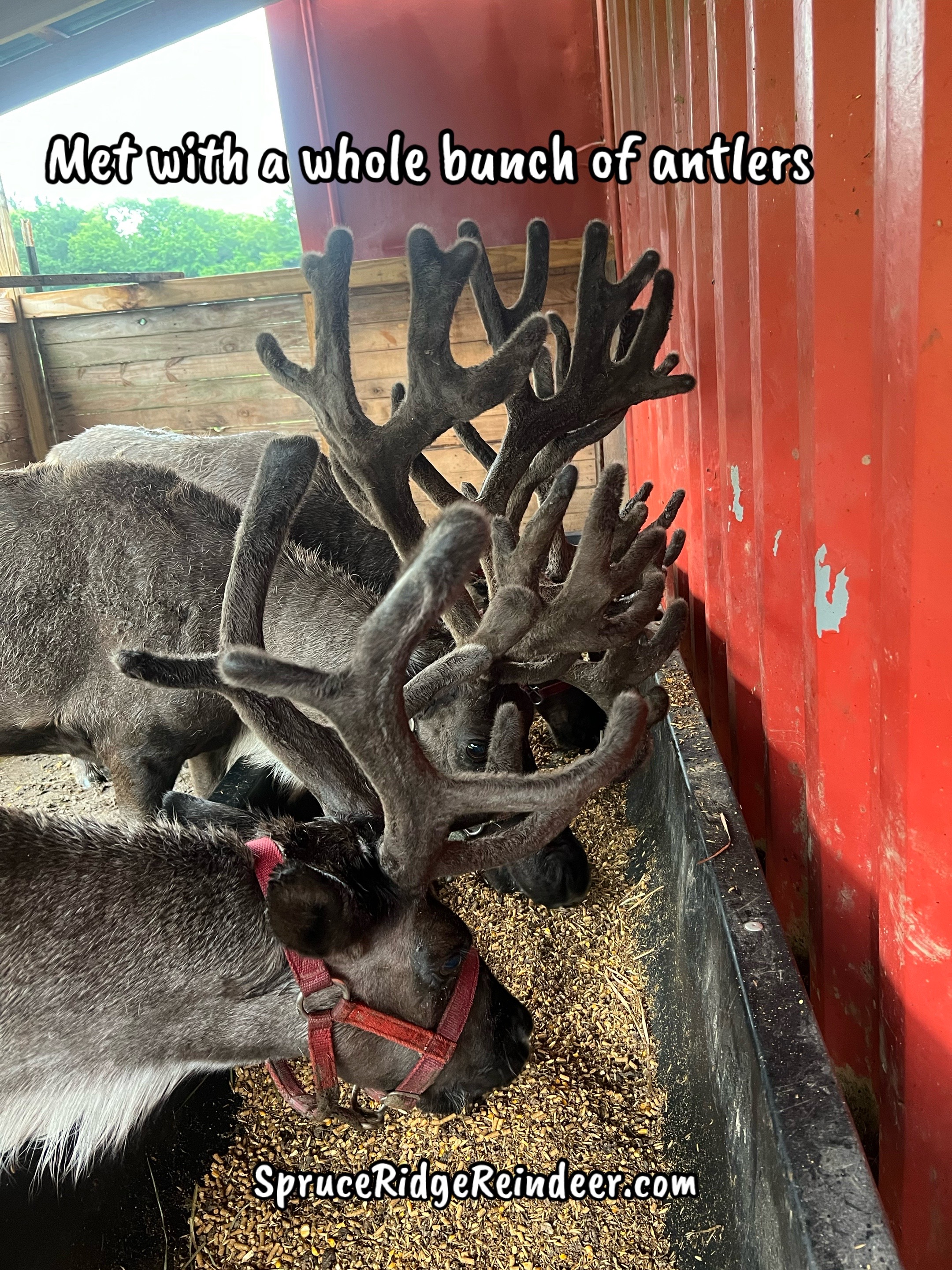 @ReindeerMagicLady