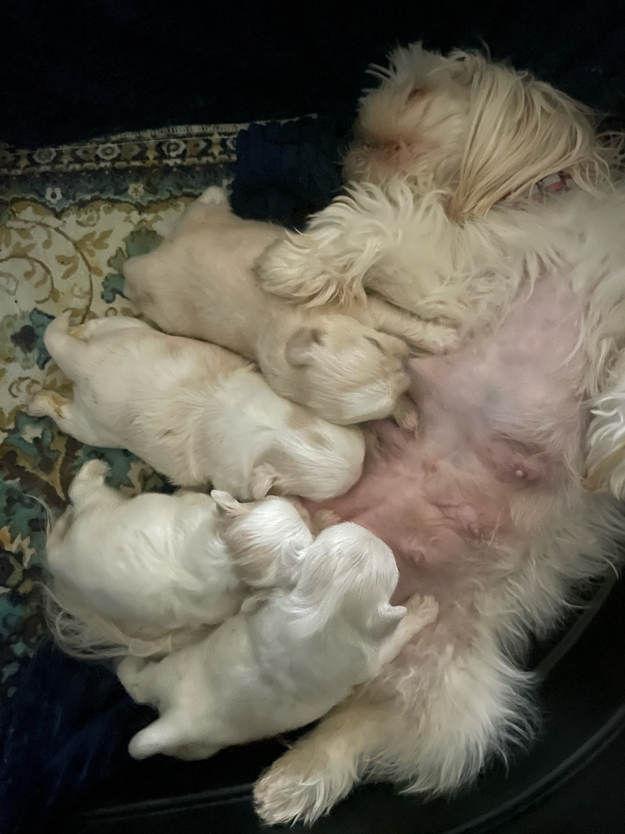 @Twilight Shih Tzu