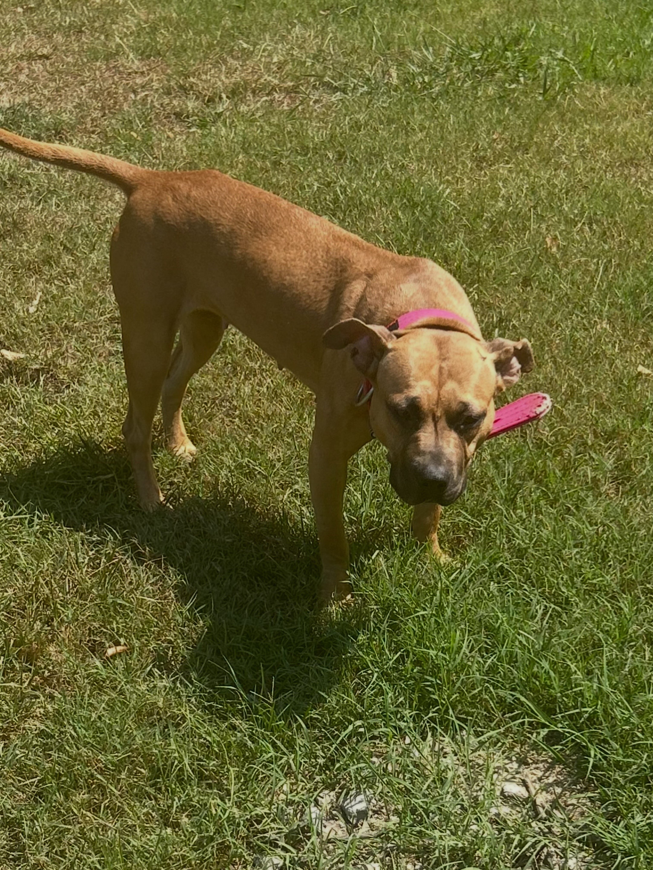 @Real Country Kennels