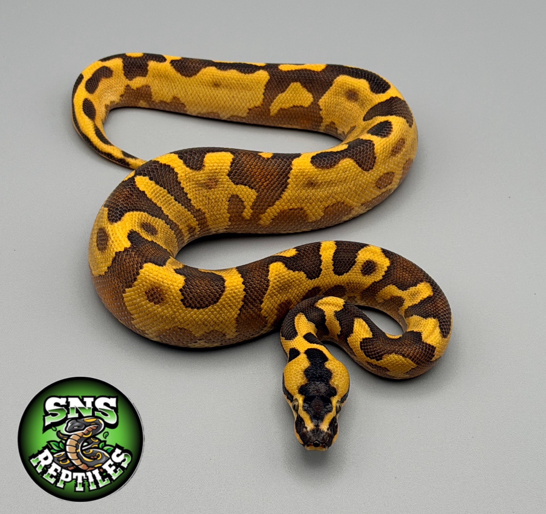 @SNS Reptiles