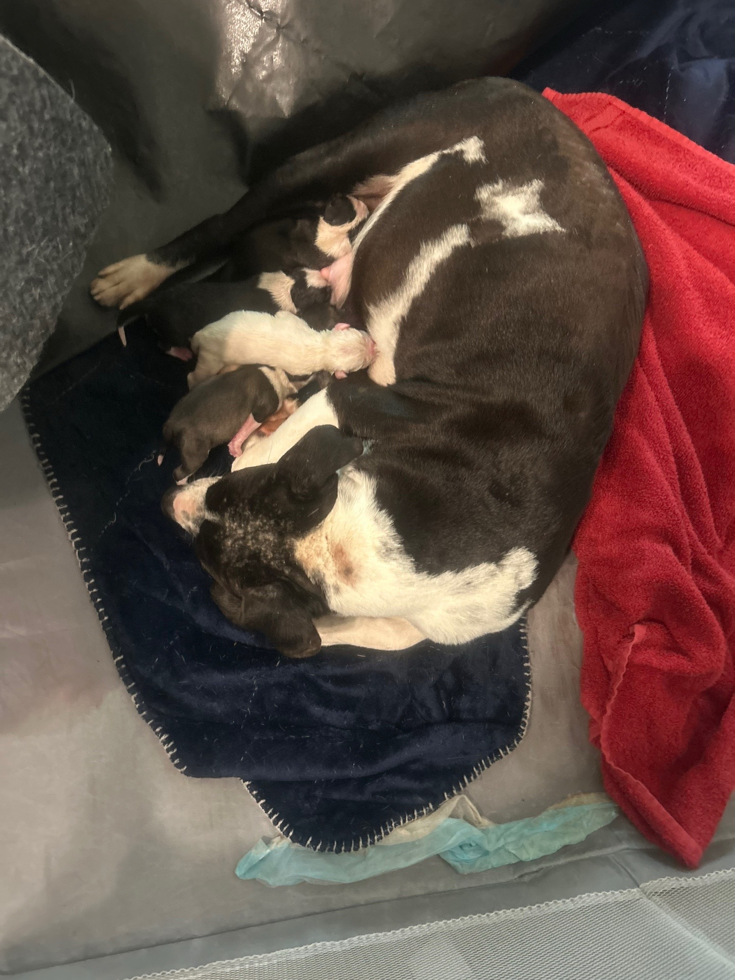 @FosterAngels
