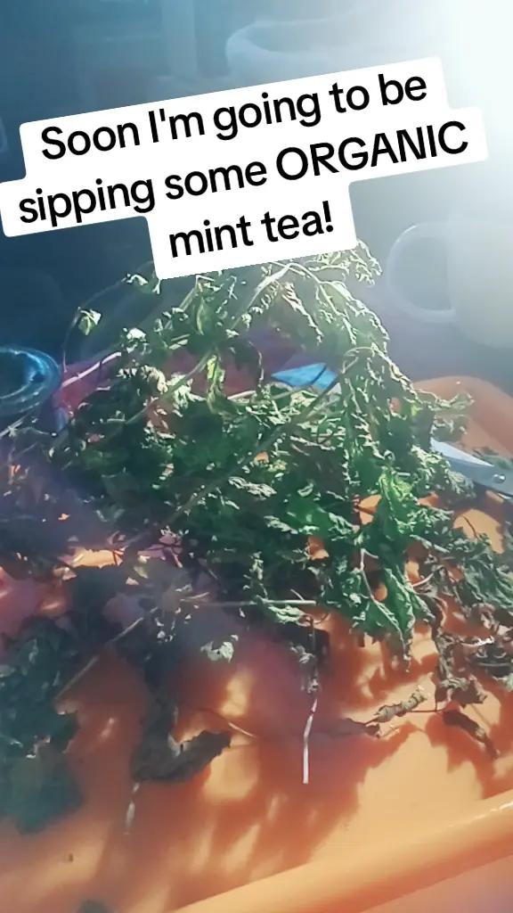 @🌟🛸🪷 Silnat ♾️🔮🌟