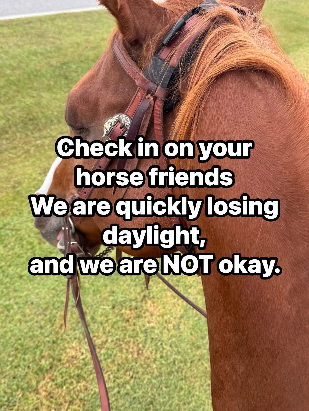 @Horselife