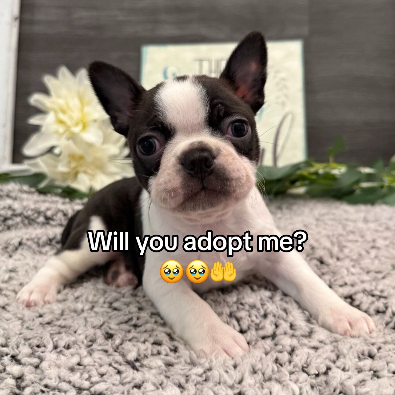 @Boston terriers for adoption