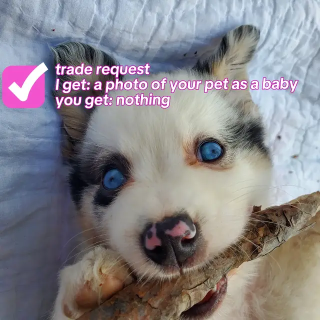 @mrpuddles
