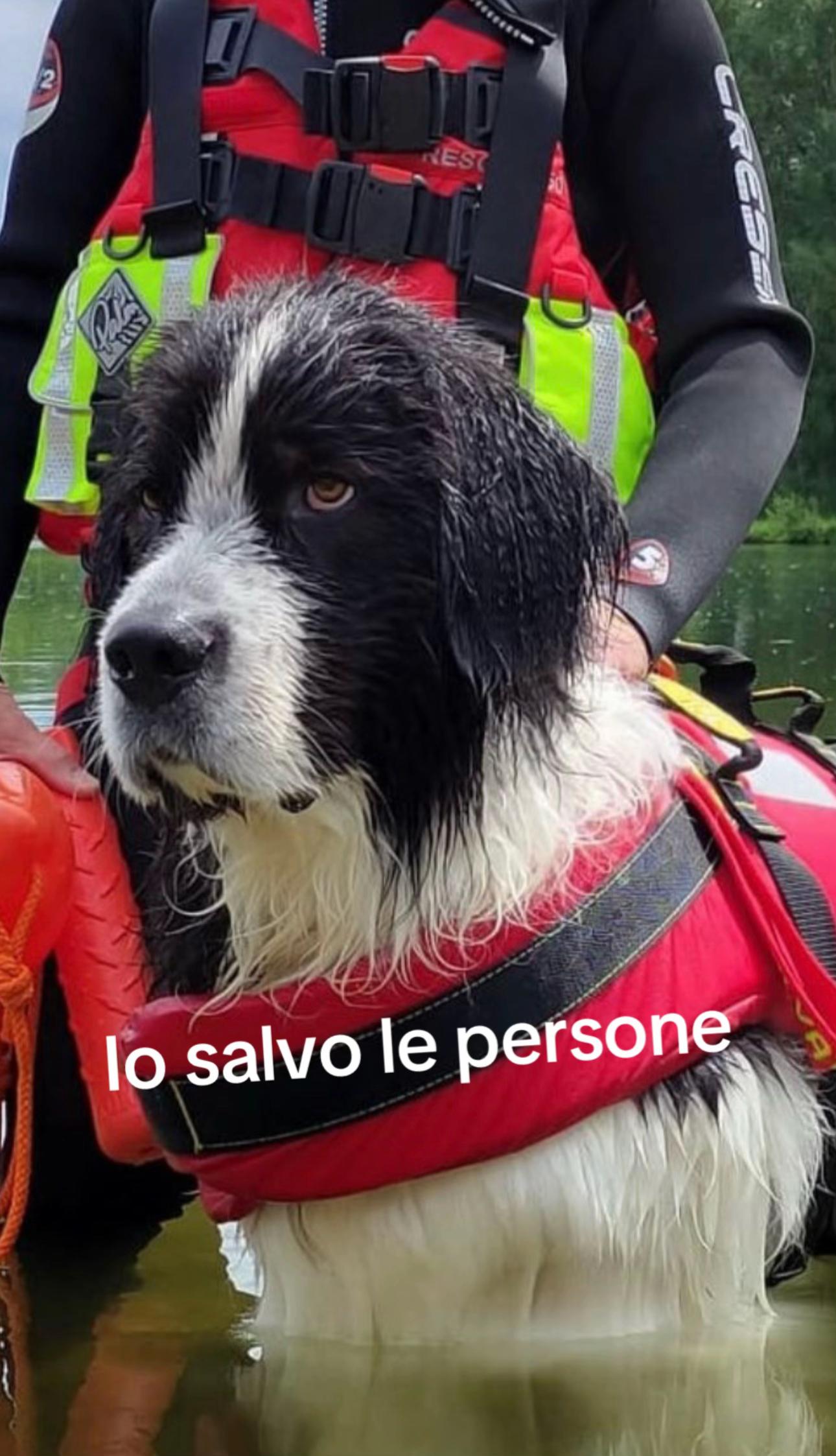 @Bullo il Pit 🐕