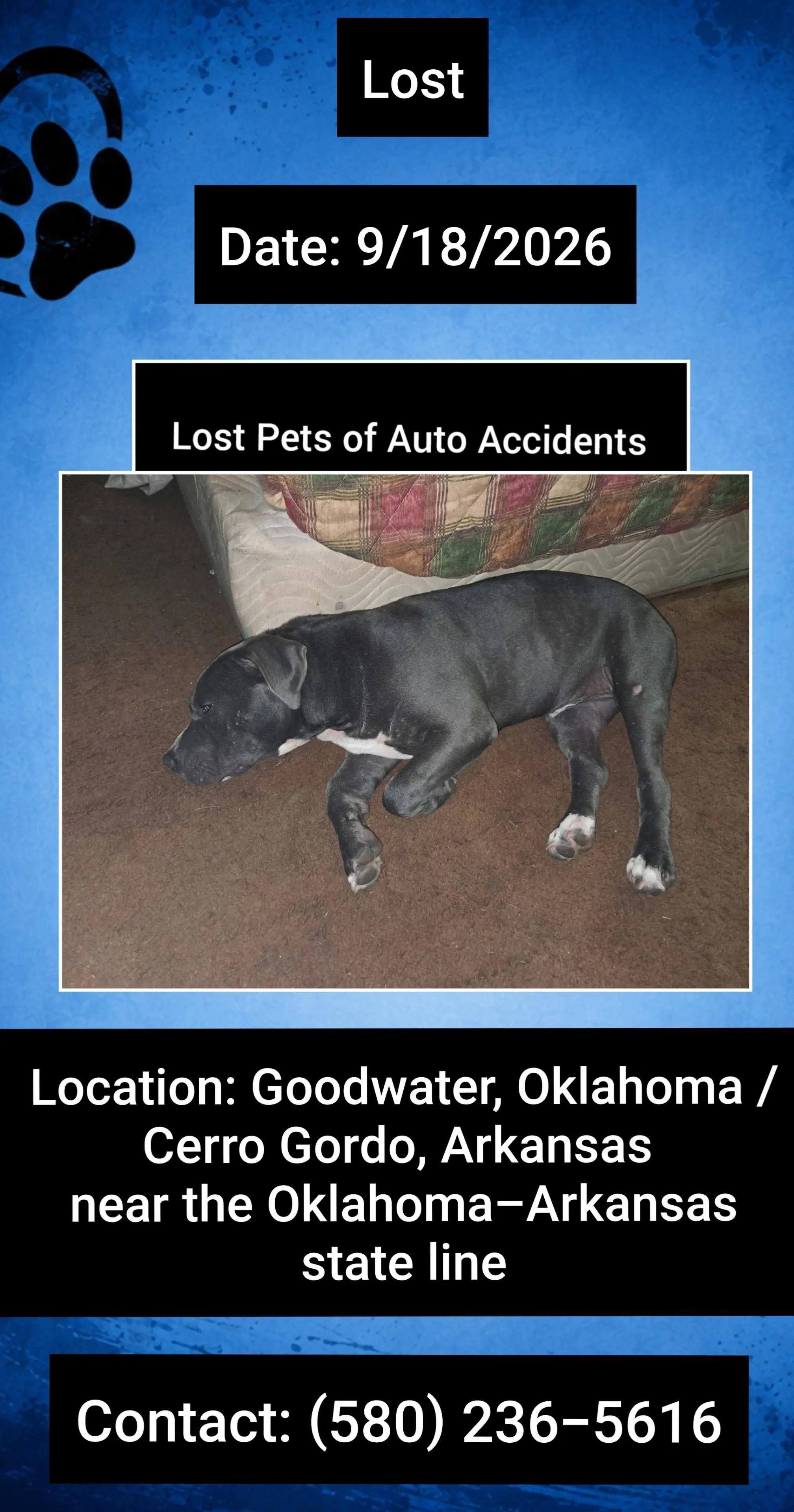 @Lost Pets of Auto Accidents