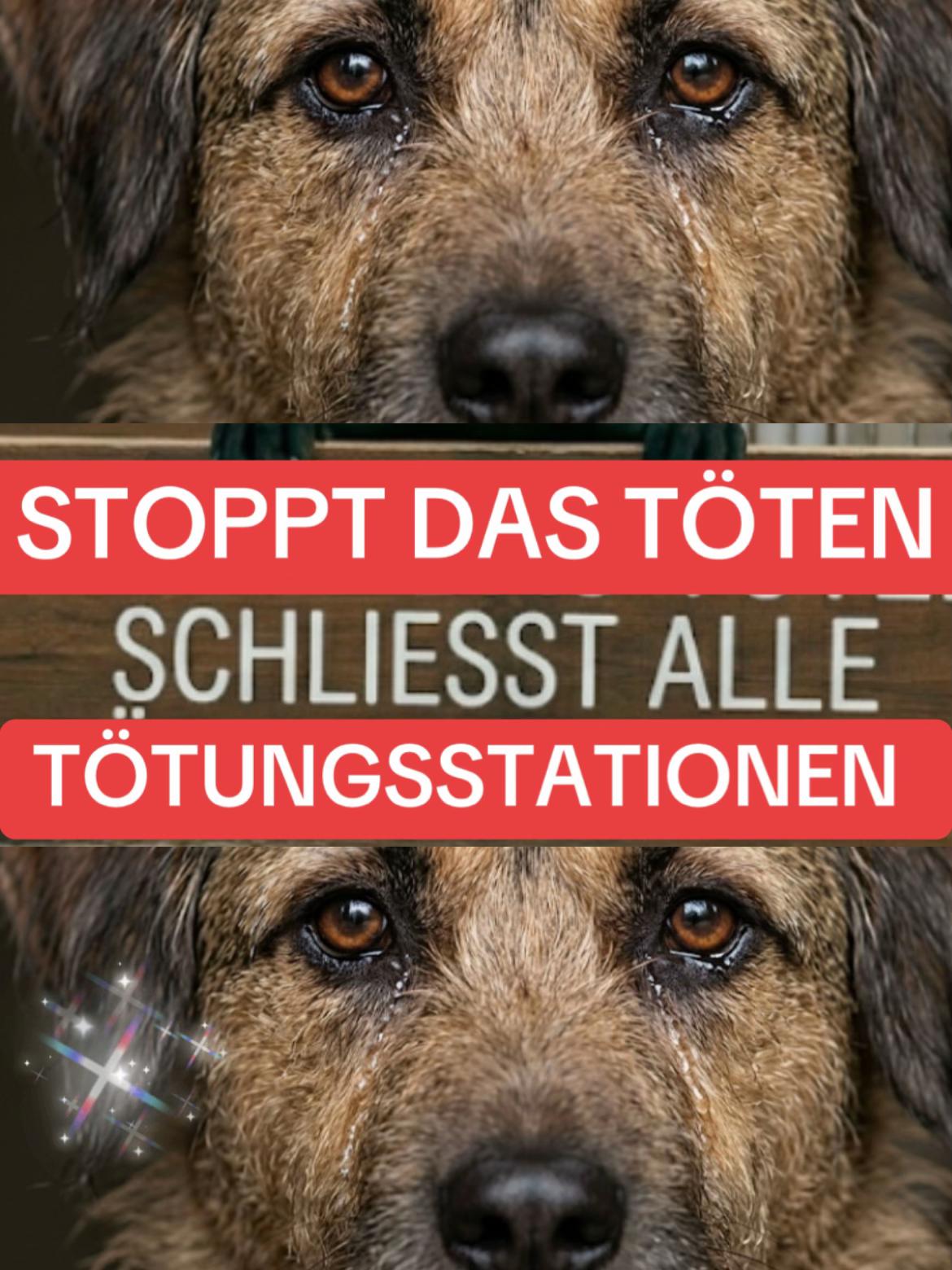 @Lua Team🐈🐕&zwj;🦺L&ouml;wenherz❤️🦁
