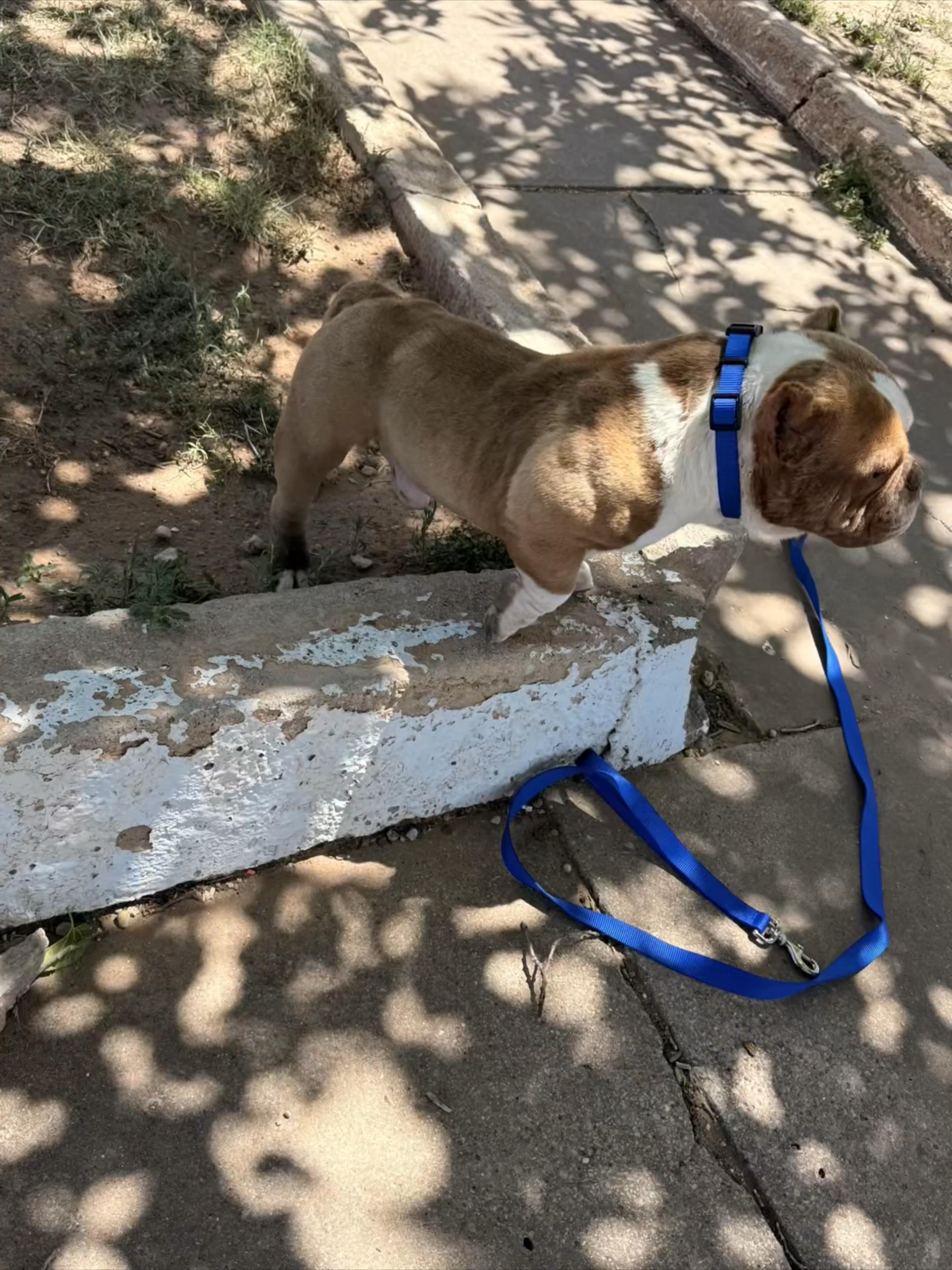@FatBoyKennels