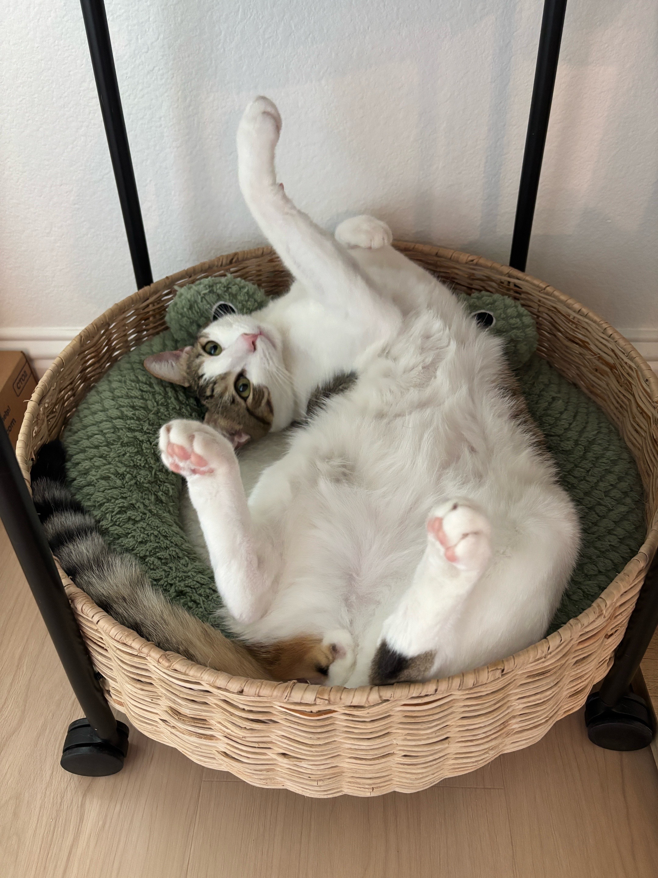 @Mimi Wawa Meow