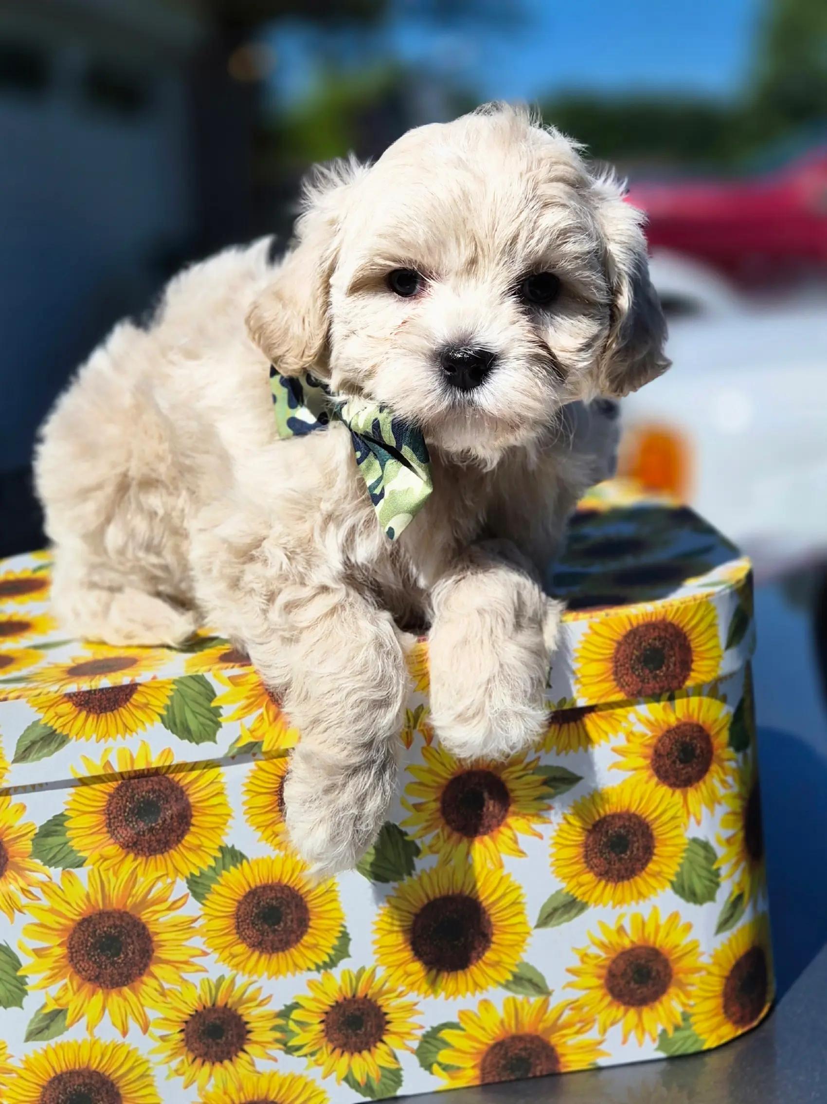 @Barb's Precious Pups