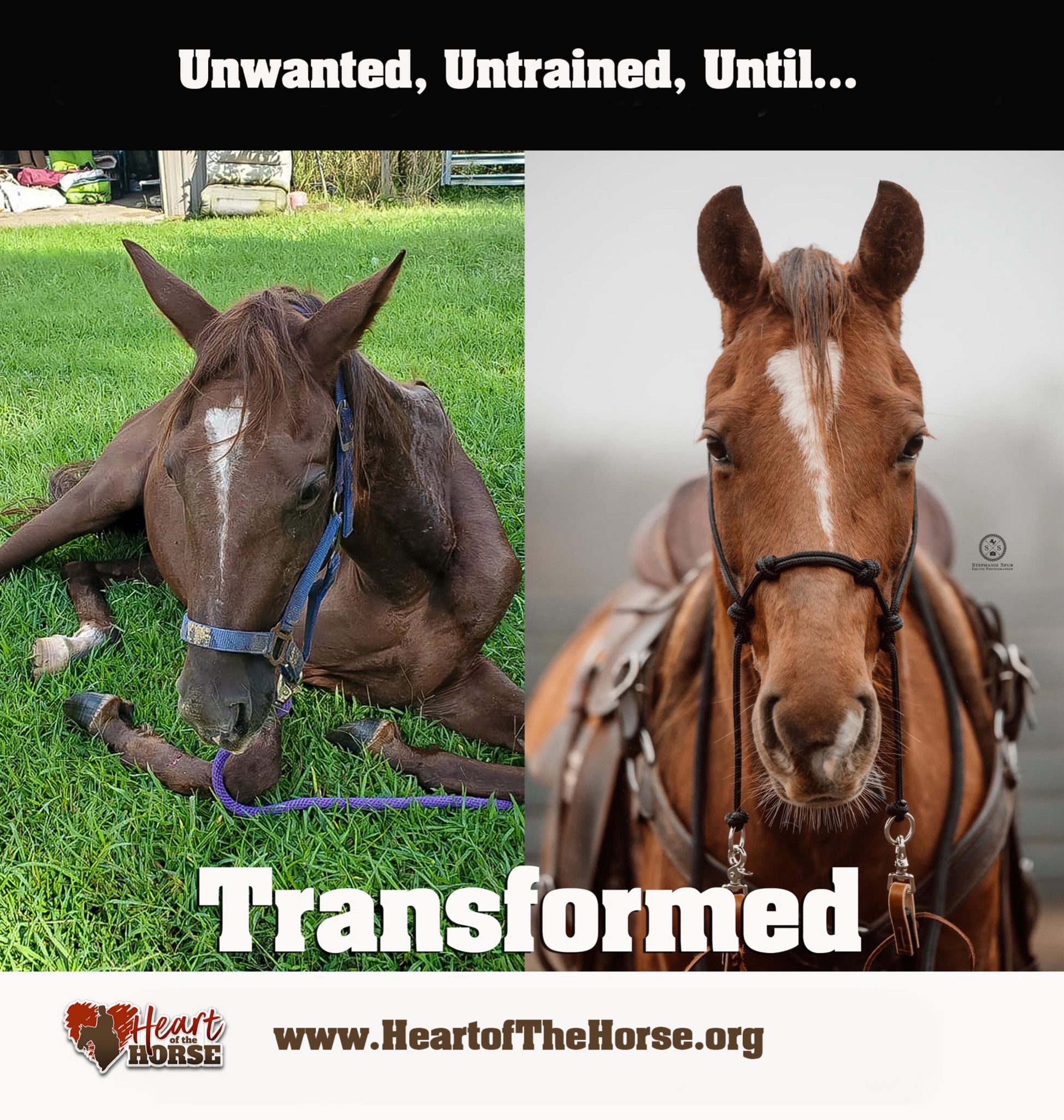 @MS Horse Rescue