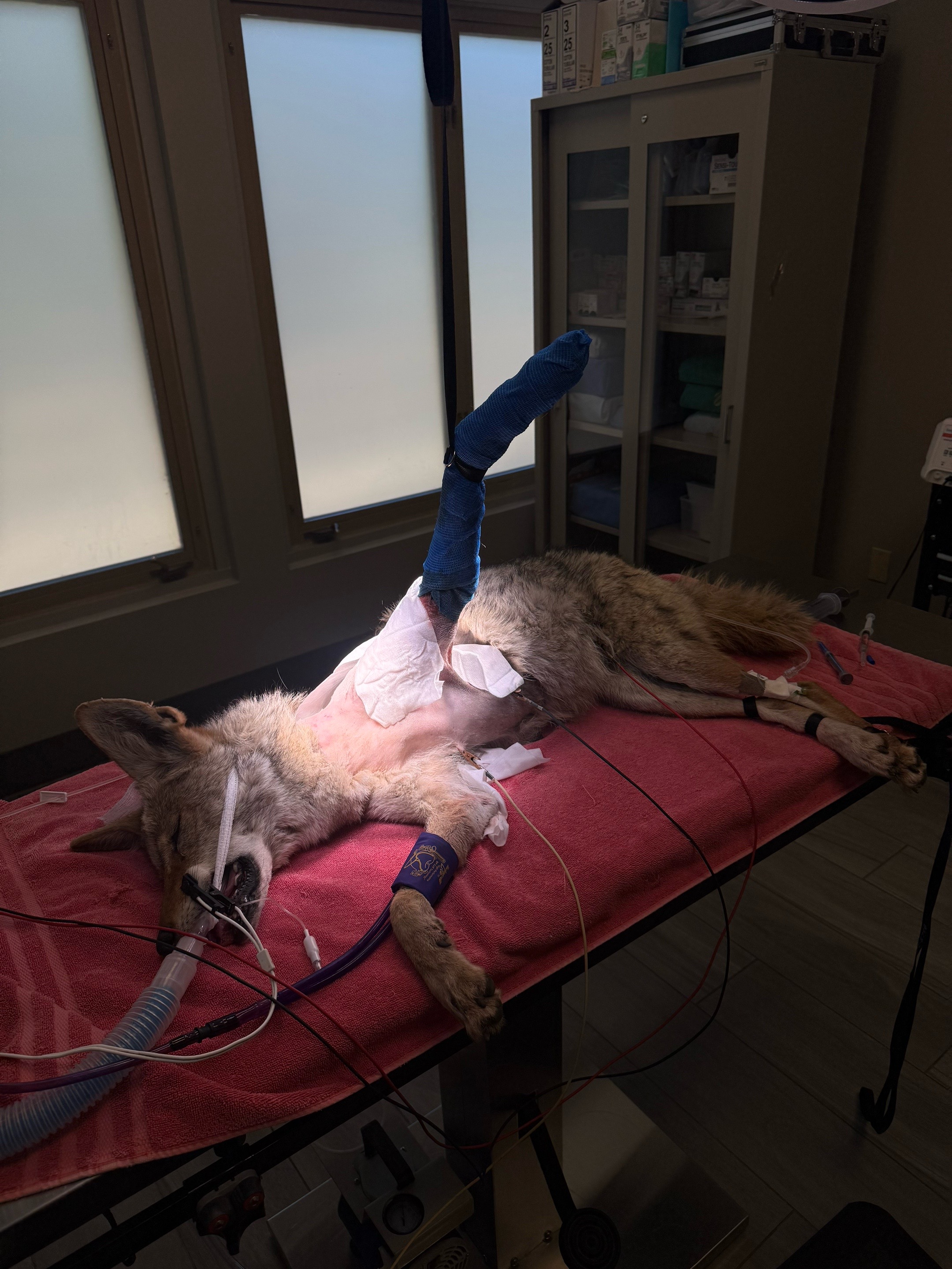 @Katelyn | Vet Student