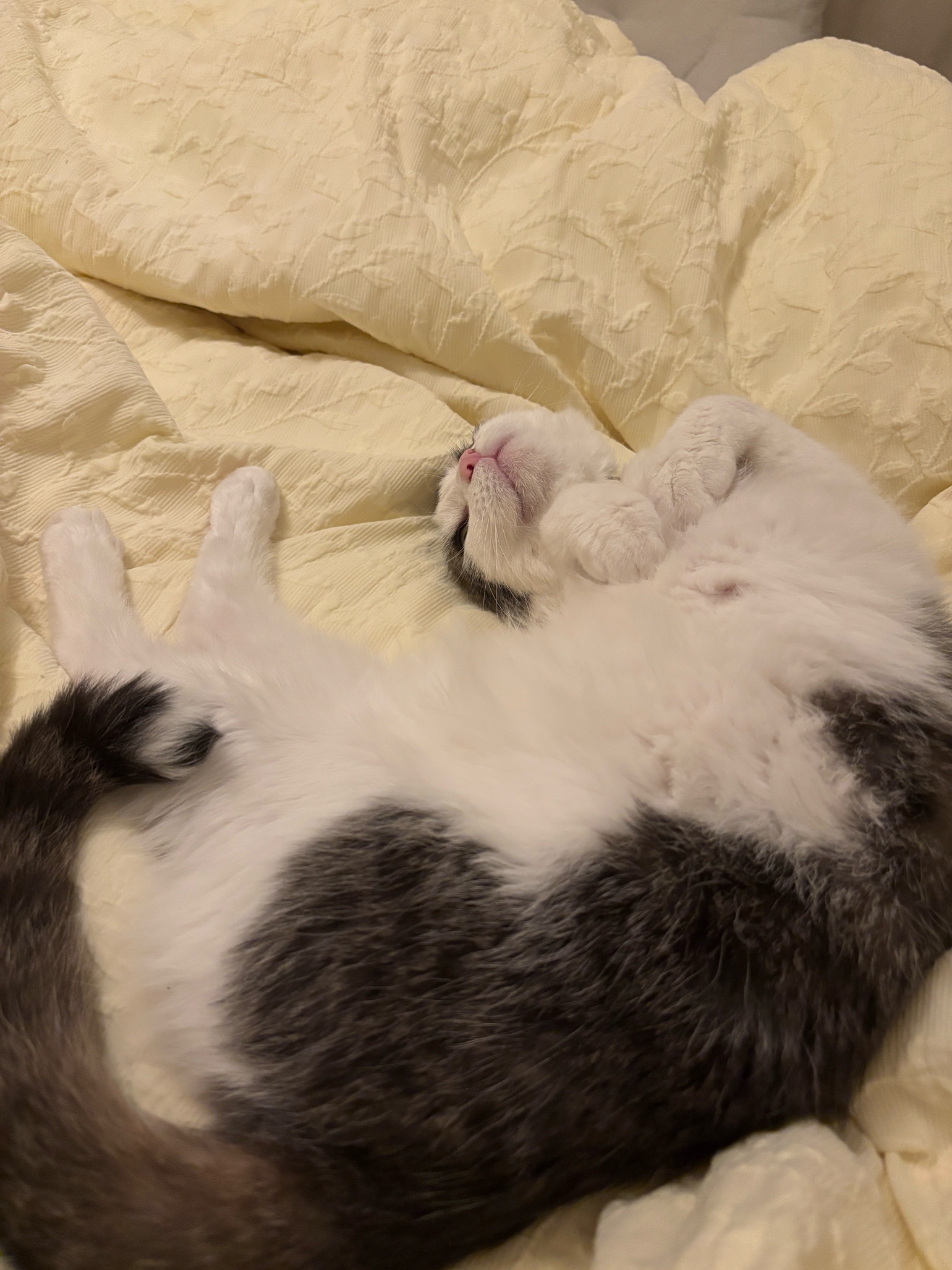 @Mimi Wawa Meow