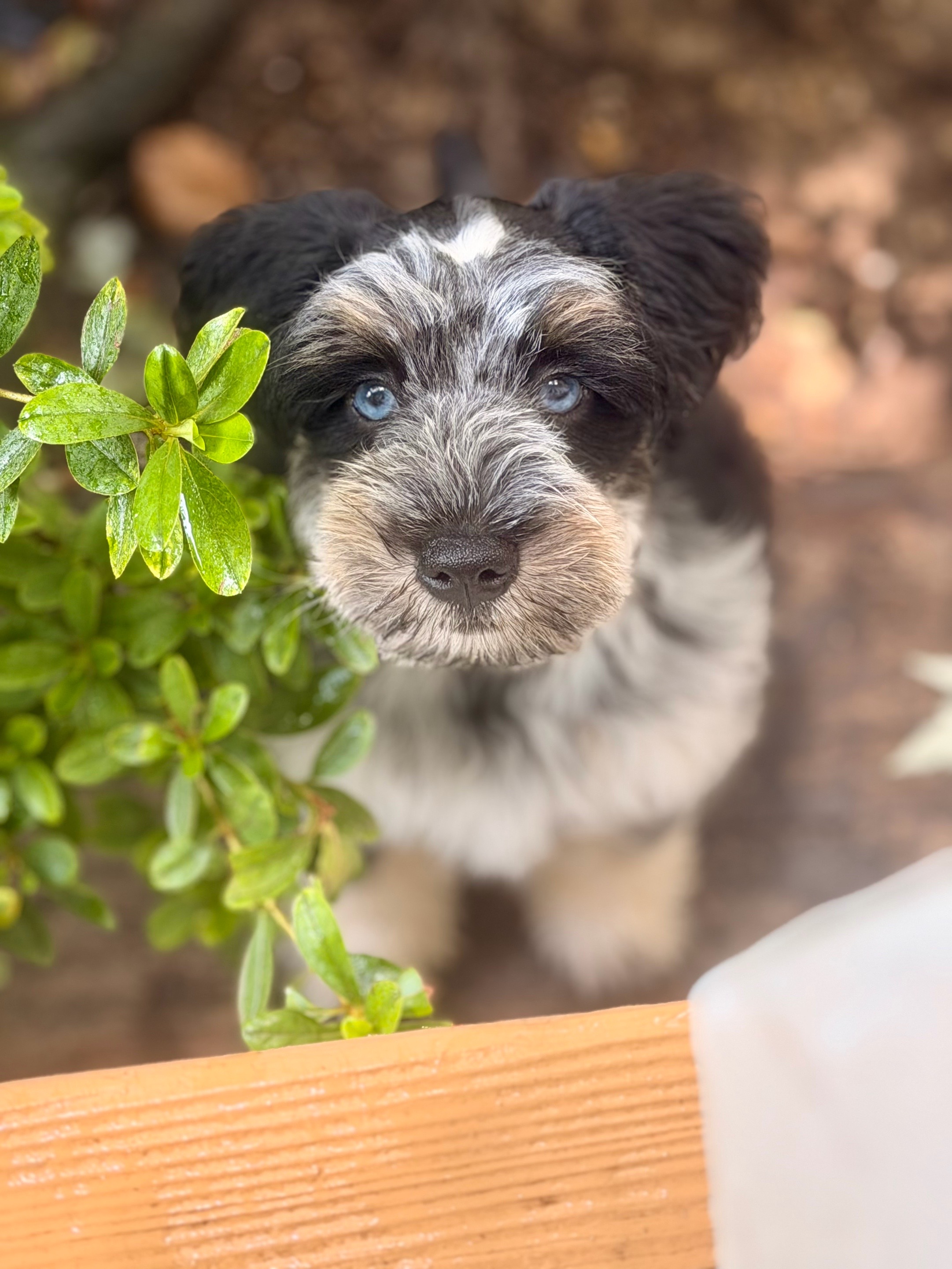@Black Creek Kennels Schnauzers
