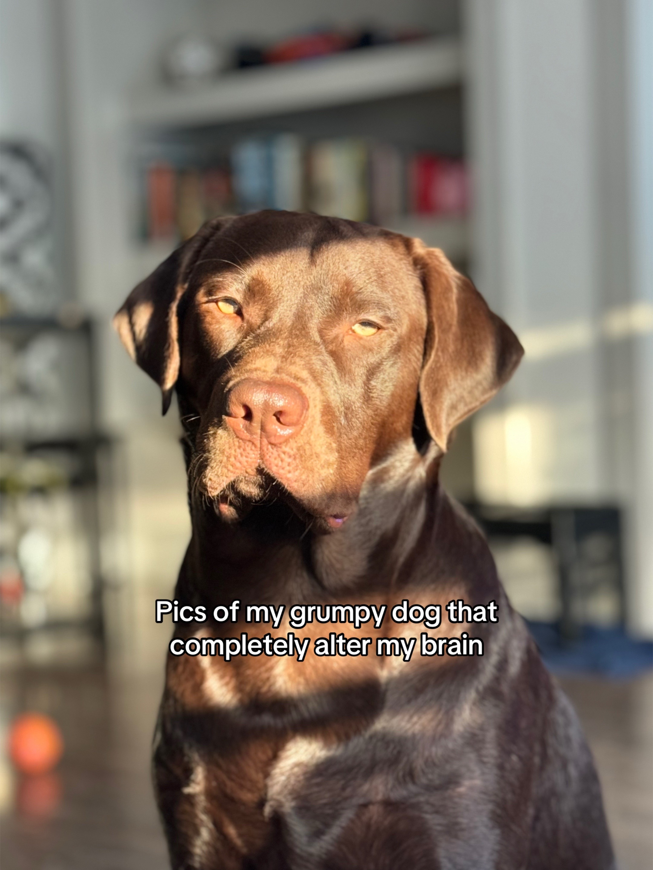 @Bruno Chocolate Lab