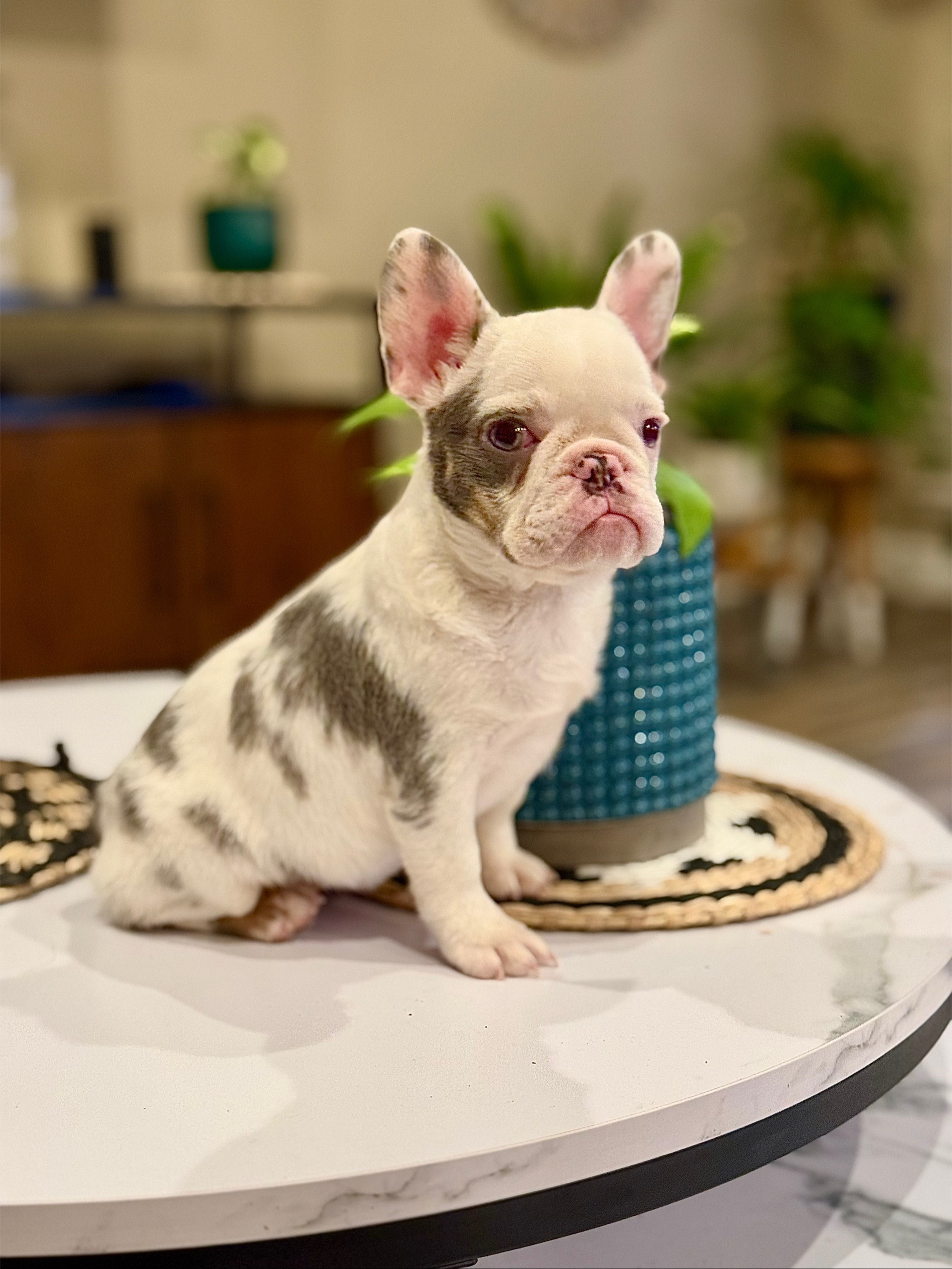 @Highfalutin Frenchies