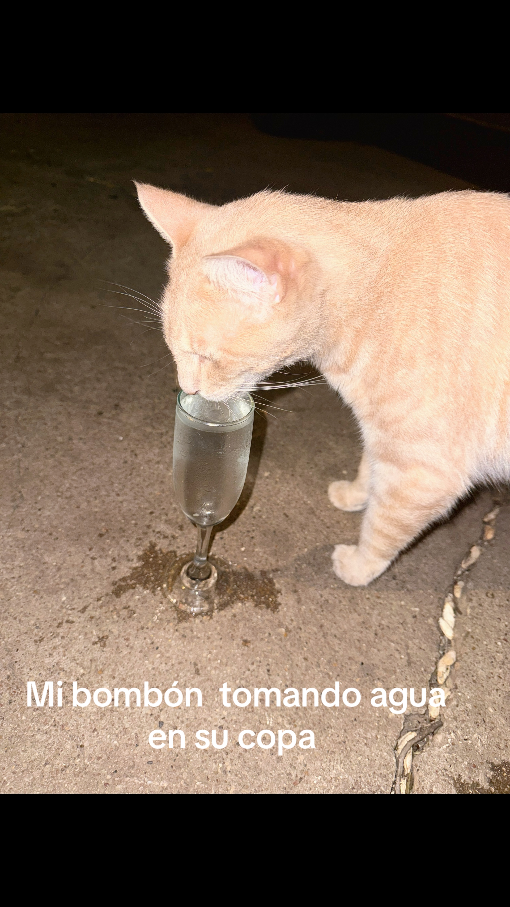 @Ailama zoñum