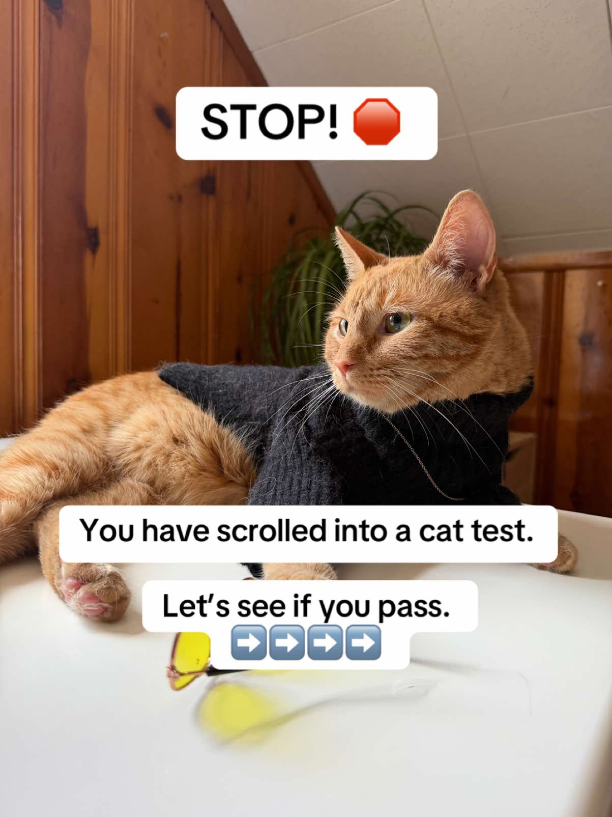 @neuteredscooter