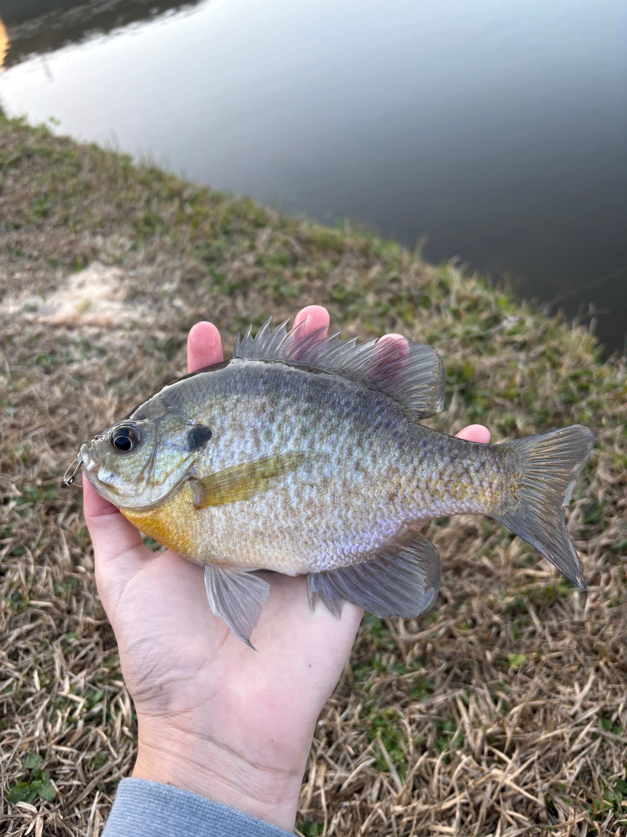 @WHKfishing