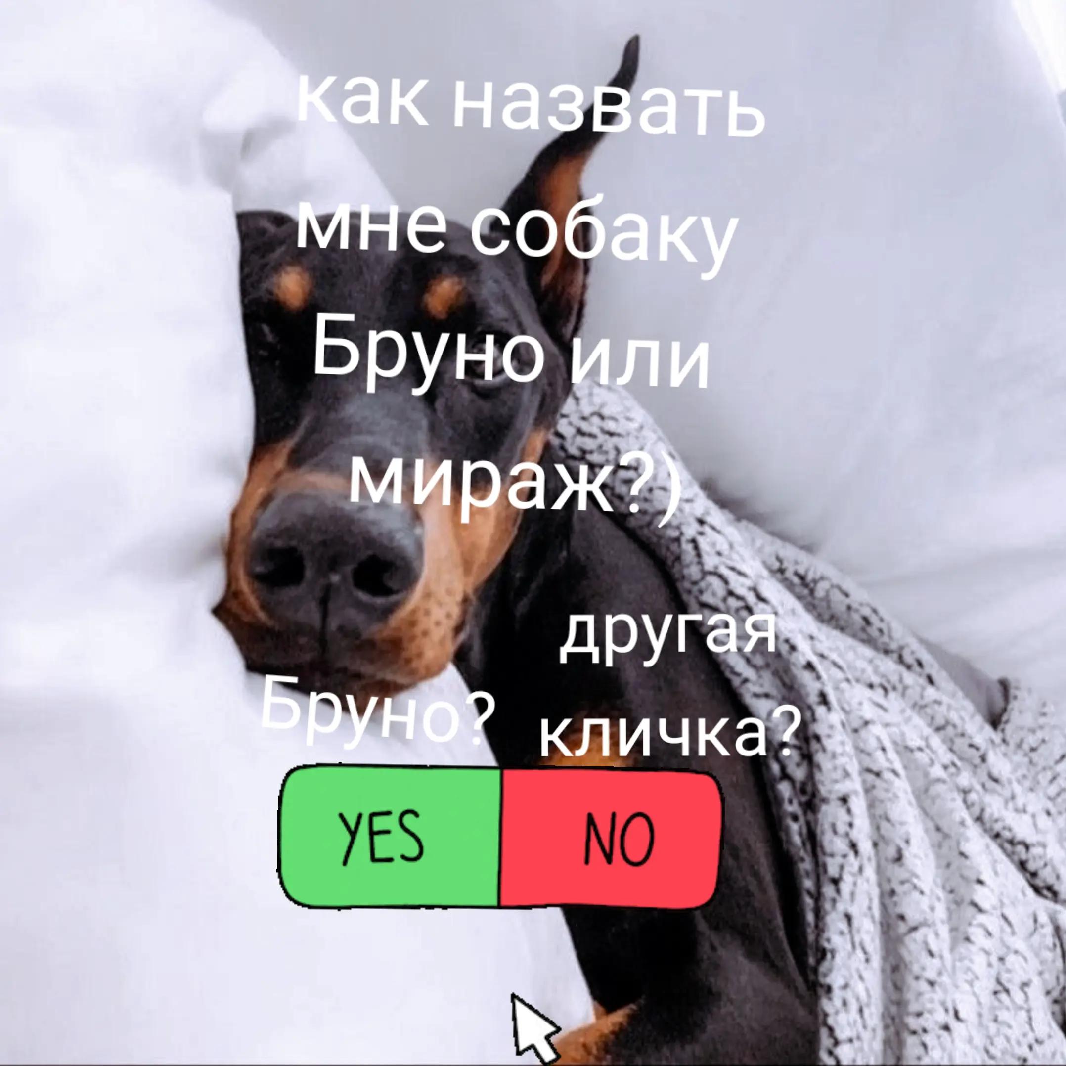 @🐾доберман бруно🐾