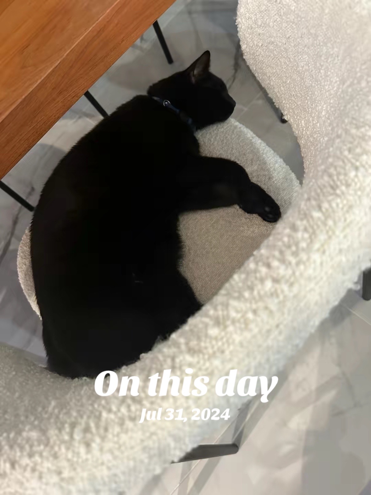 @Oscar Jeremy the cat!