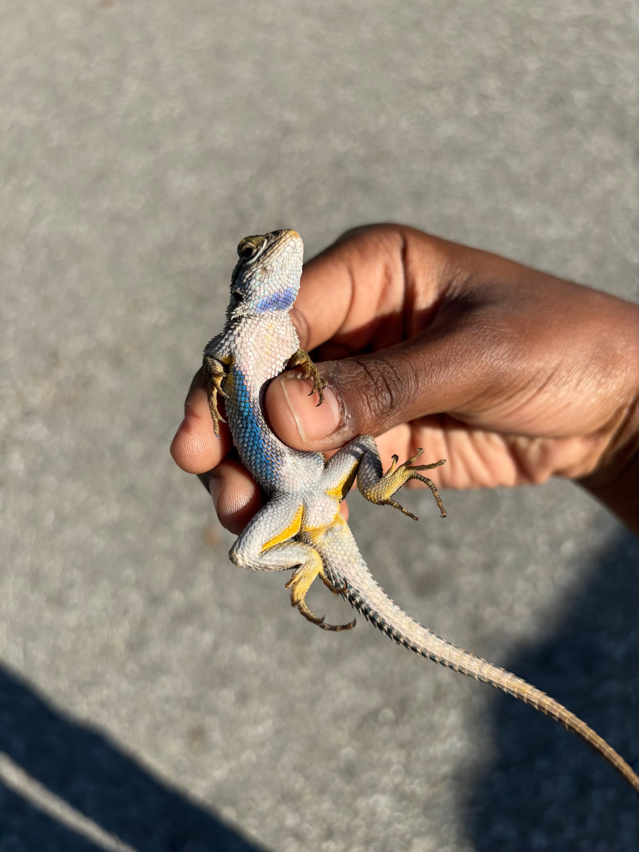 @reptileguyat