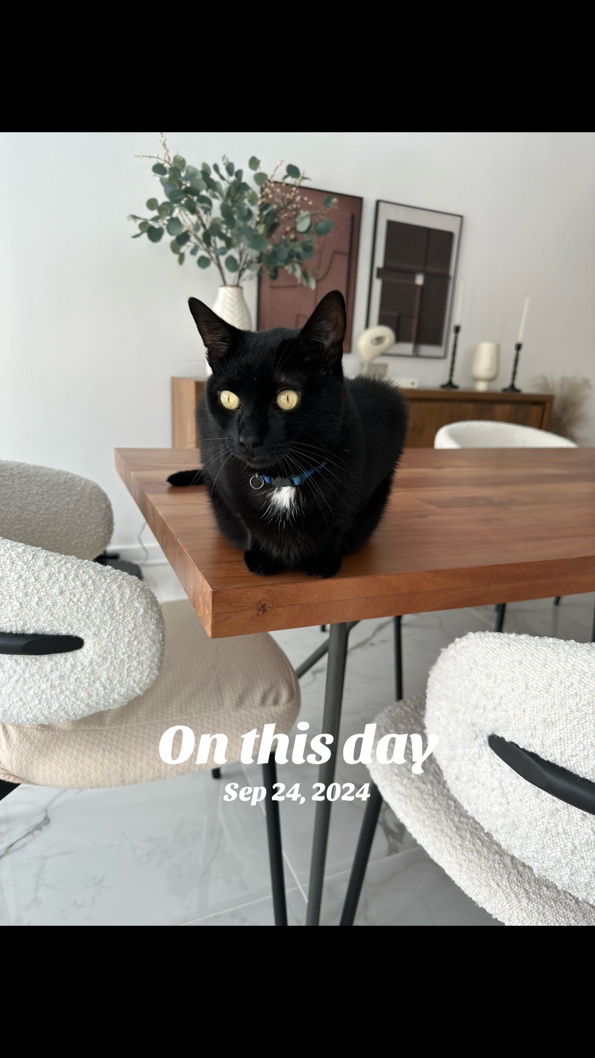 @Oscar Jeremy the cat!