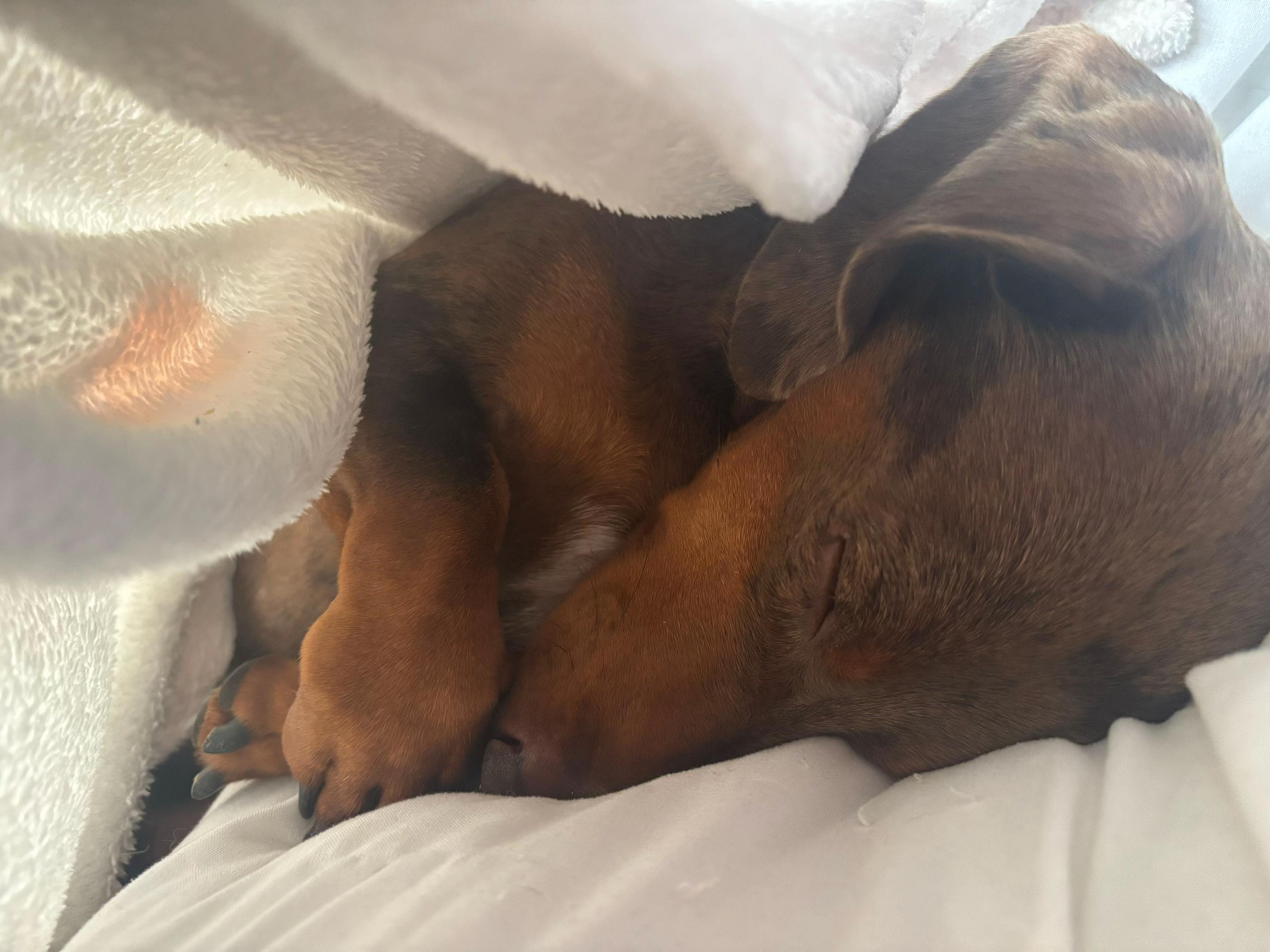 @marleythesausagedog